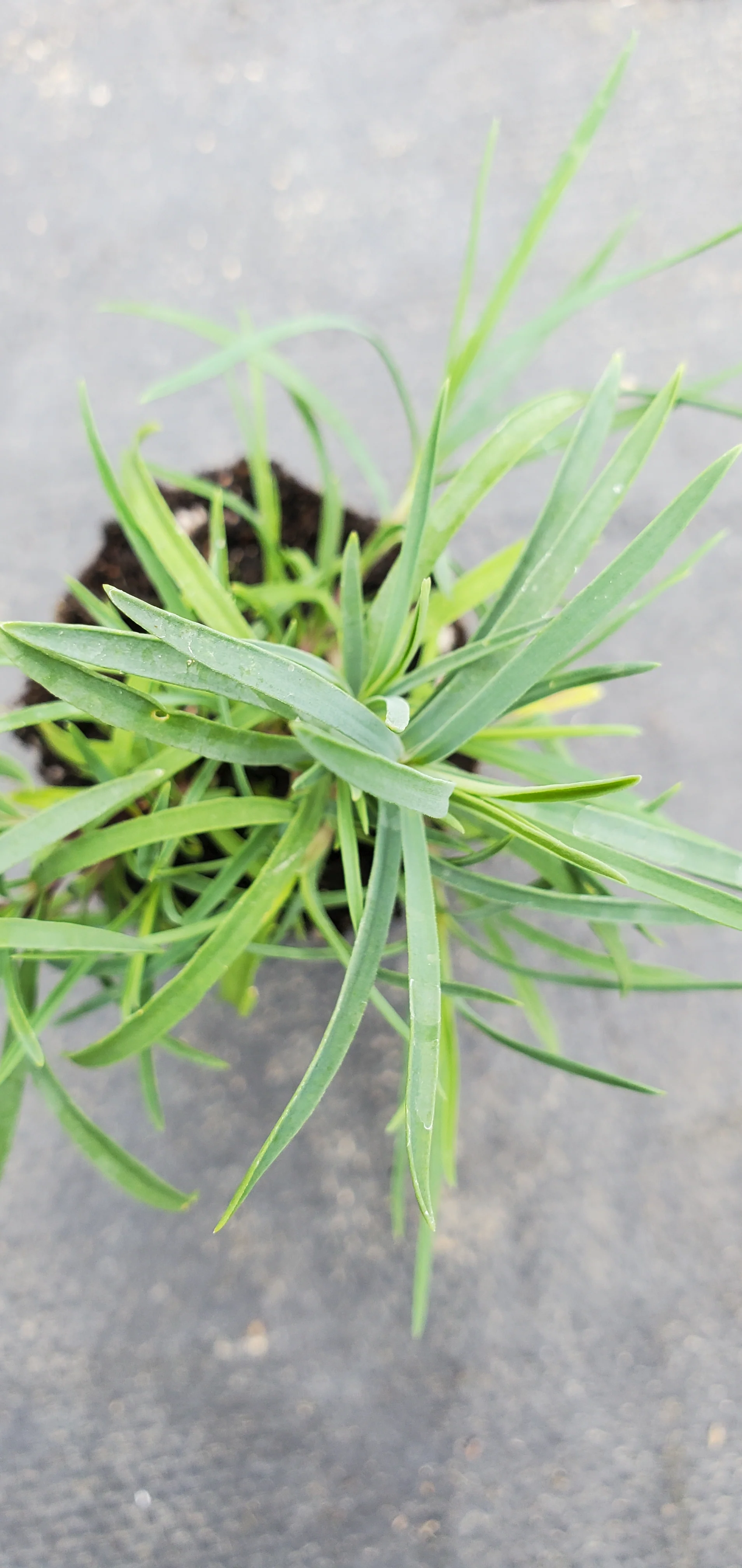 Dianthus Nardiformis - Image 3