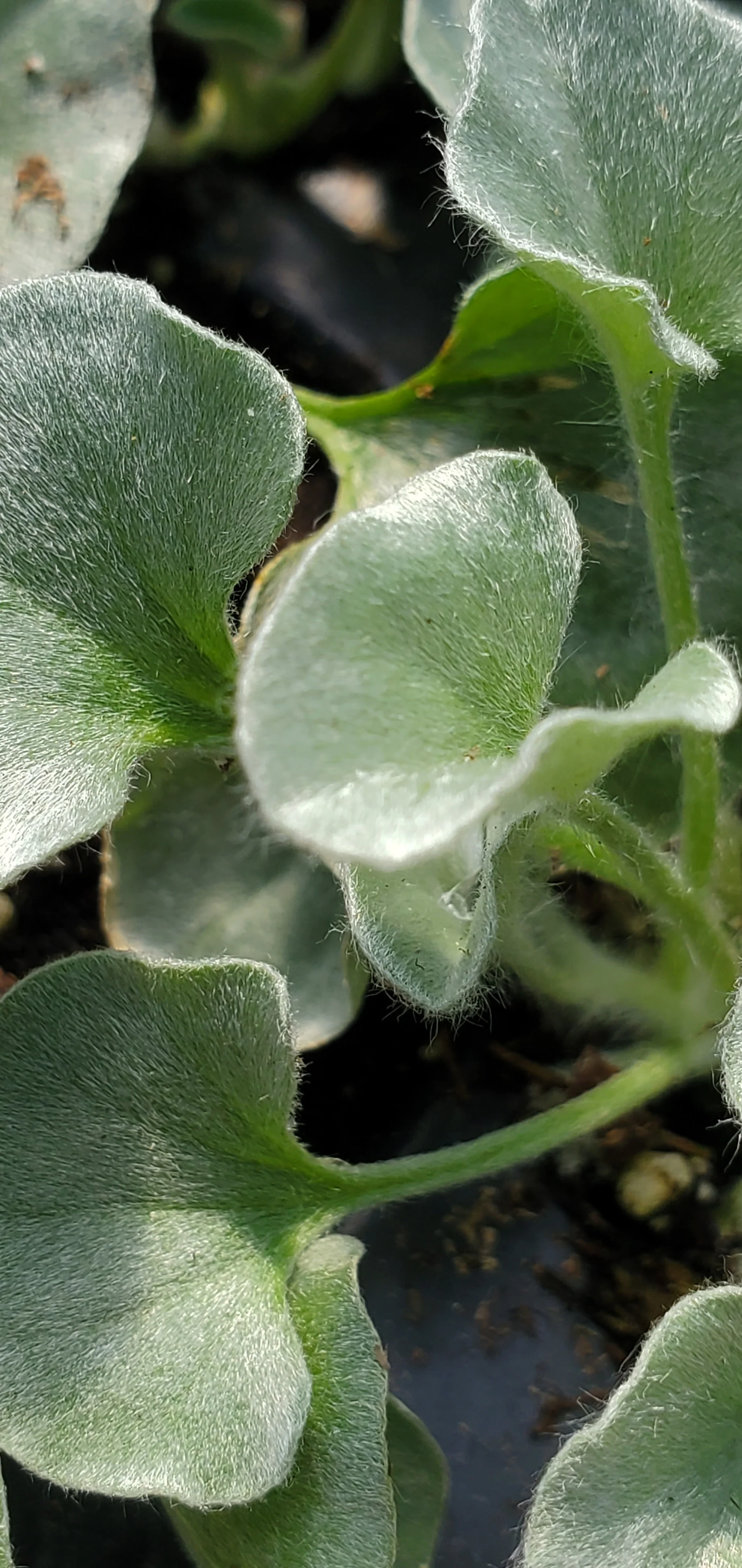 Dichondra Silver Falls