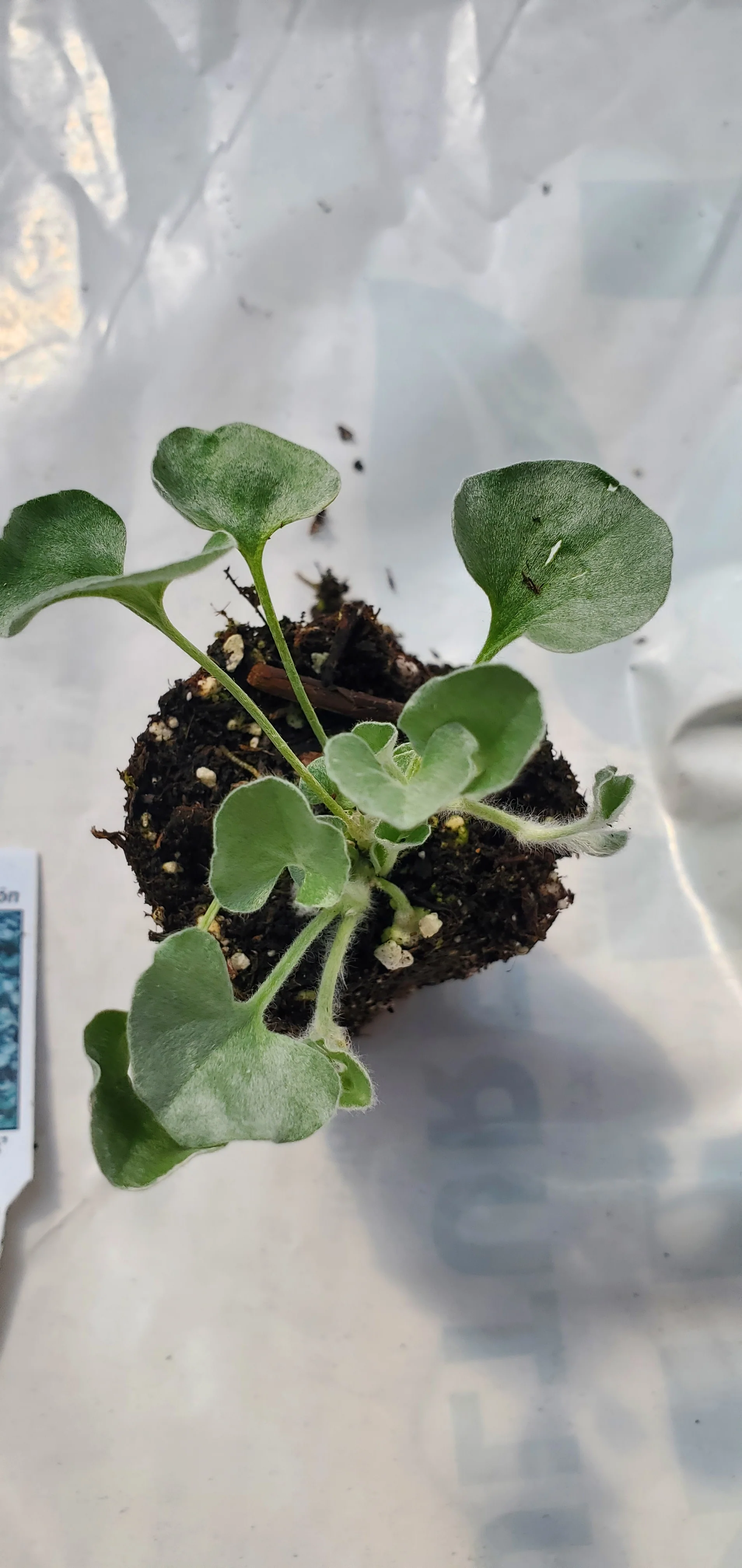 Dichondra Silver Falls - Image 2