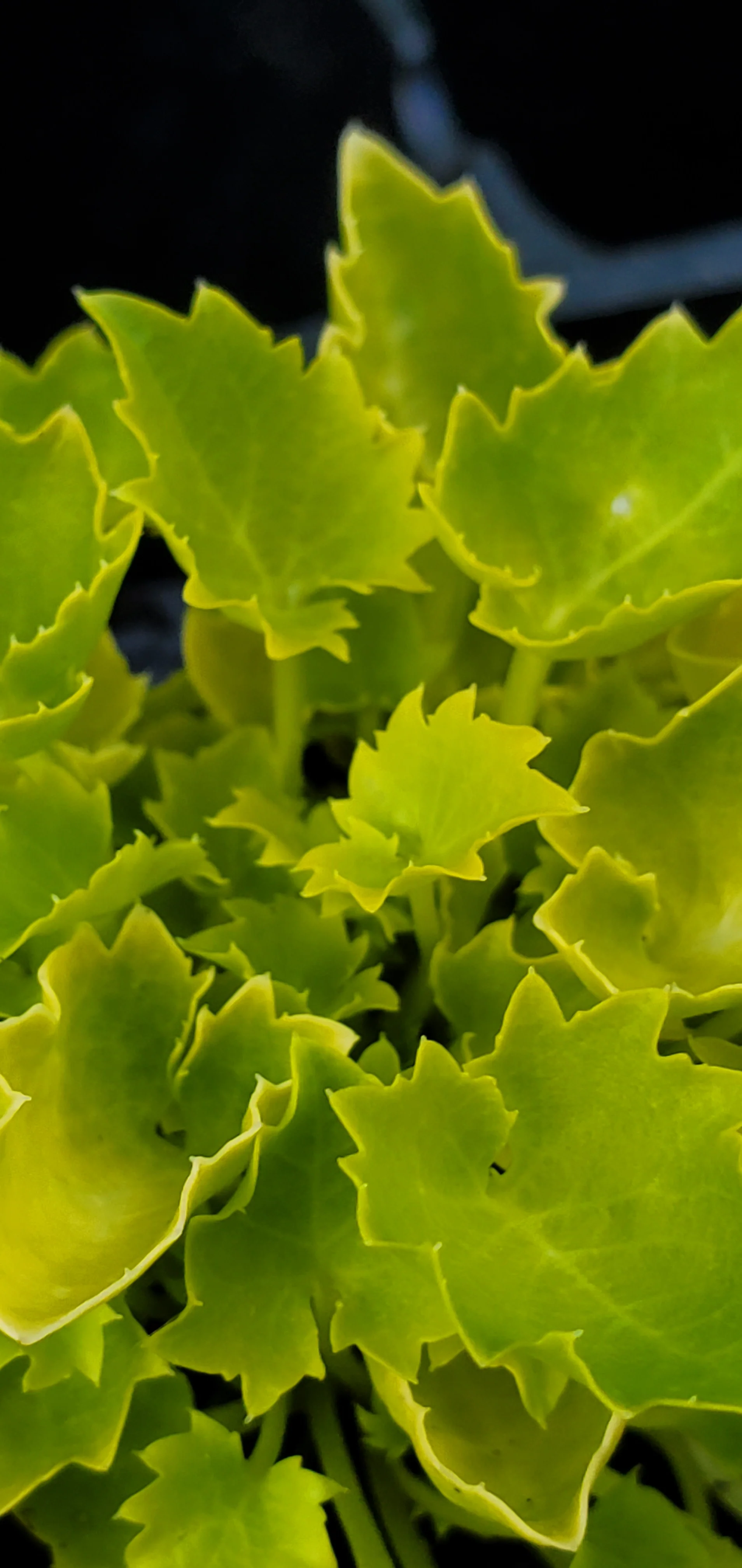 Dickson's Gold Campanula garganica