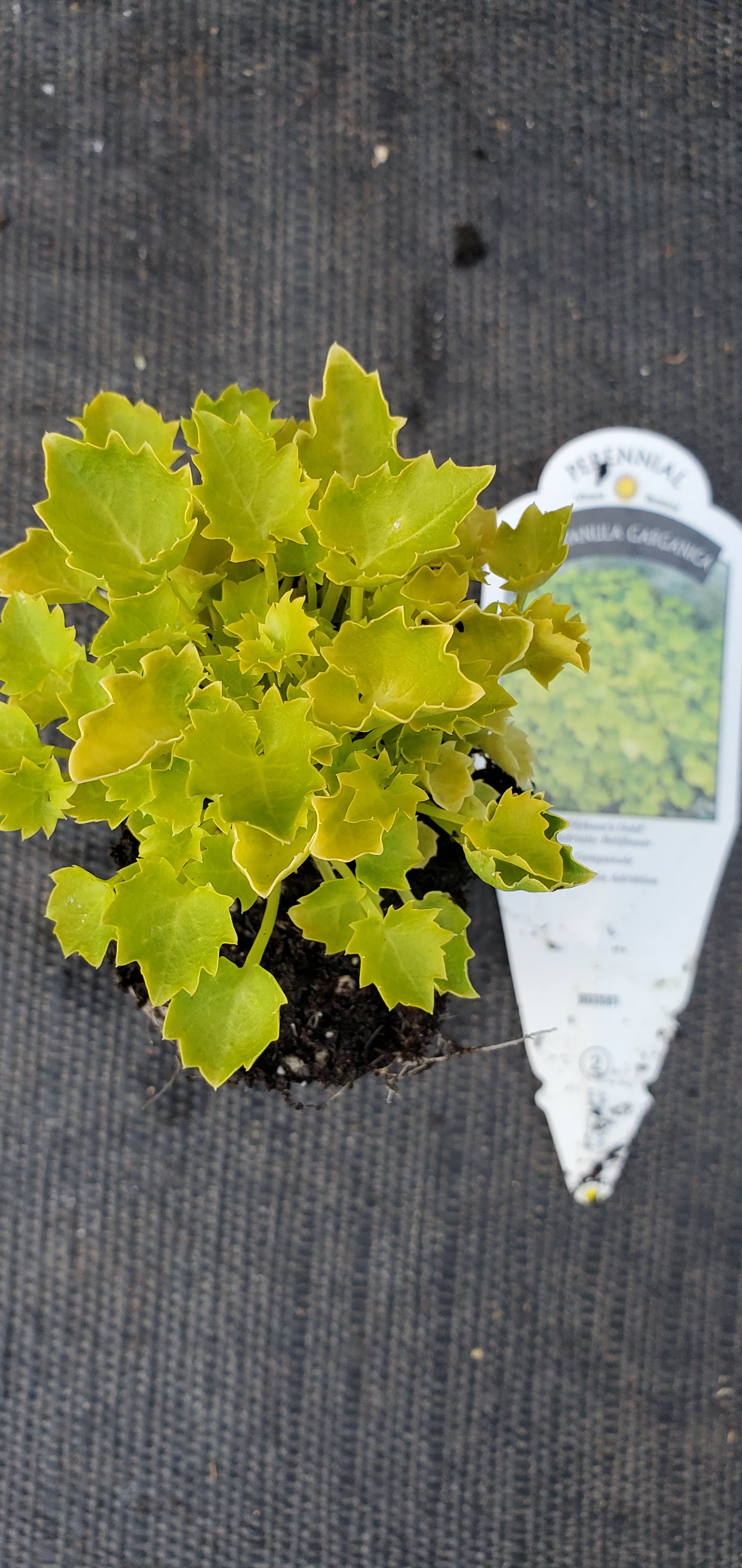 Dickson's Gold Campanula garganica - Image 2