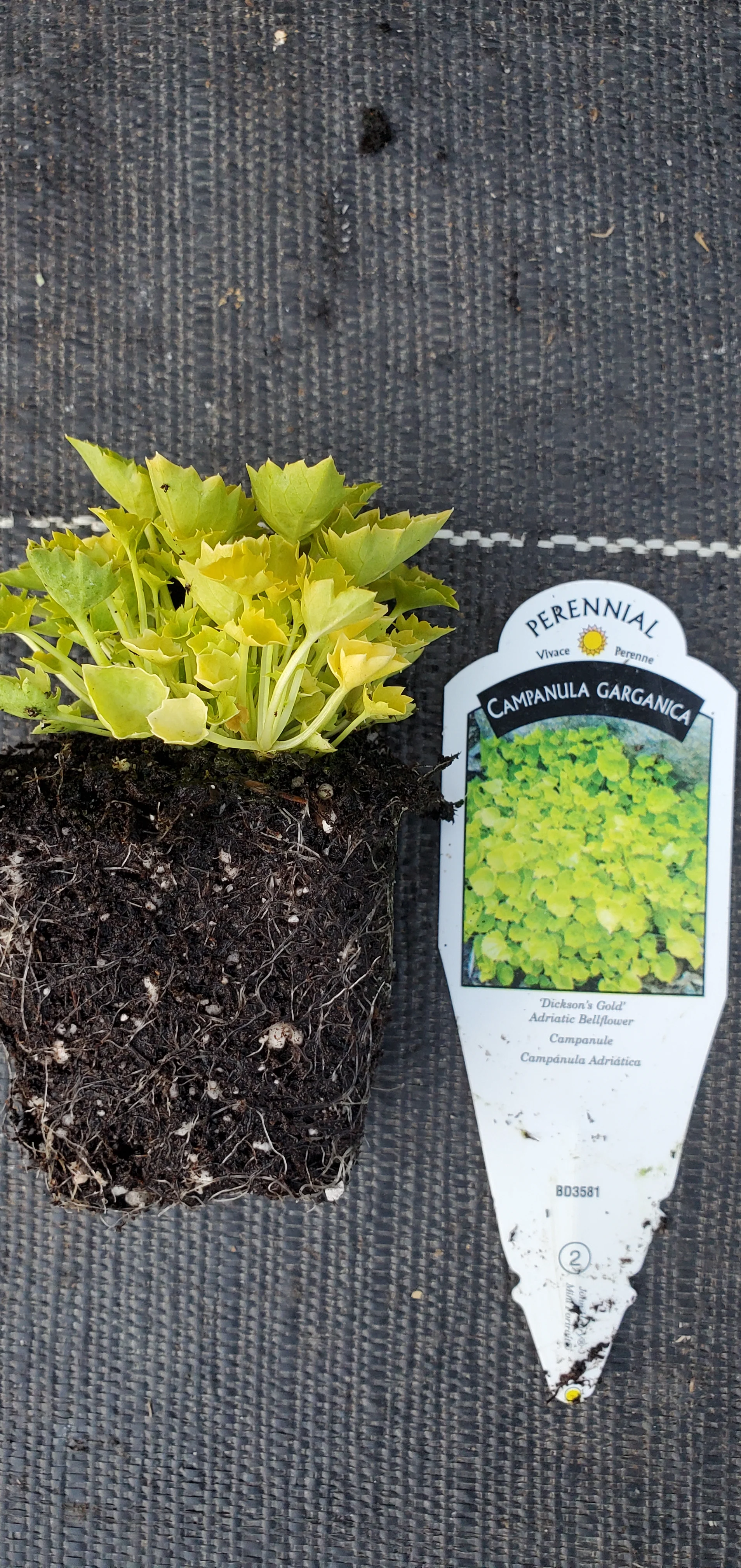 Dickson's Gold Campanula garganica - Image 3