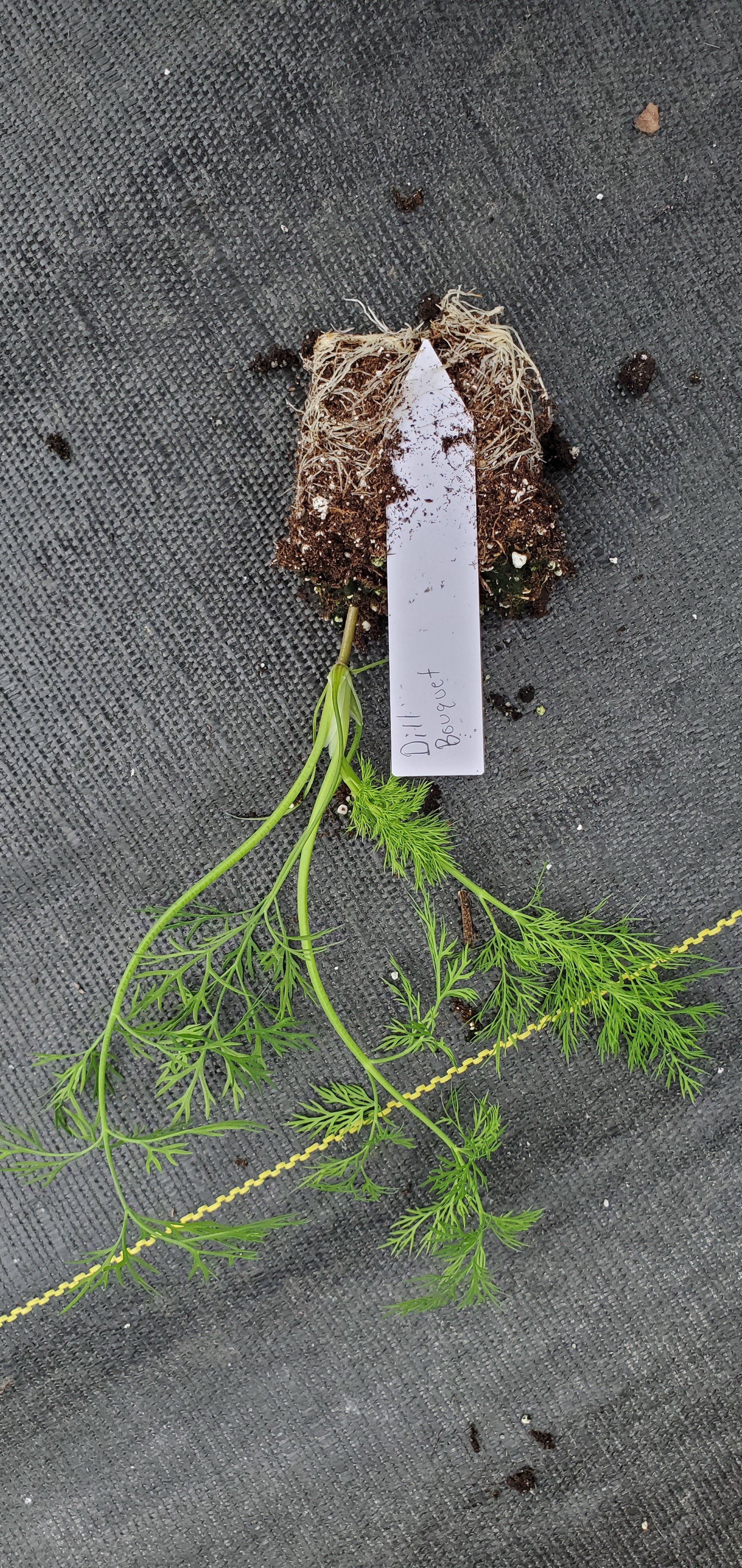 Dill starter plant