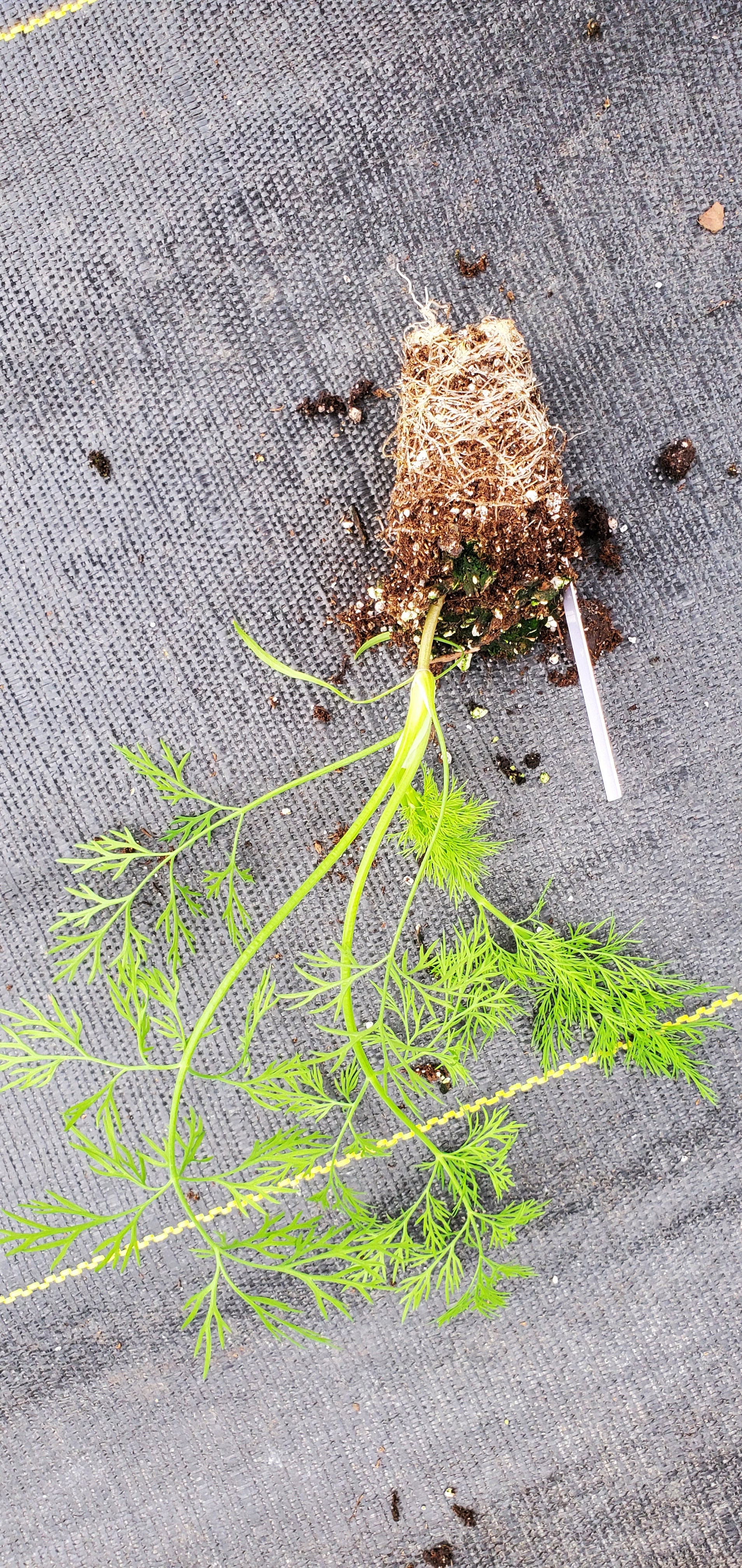 Dill starter plant - Image 2