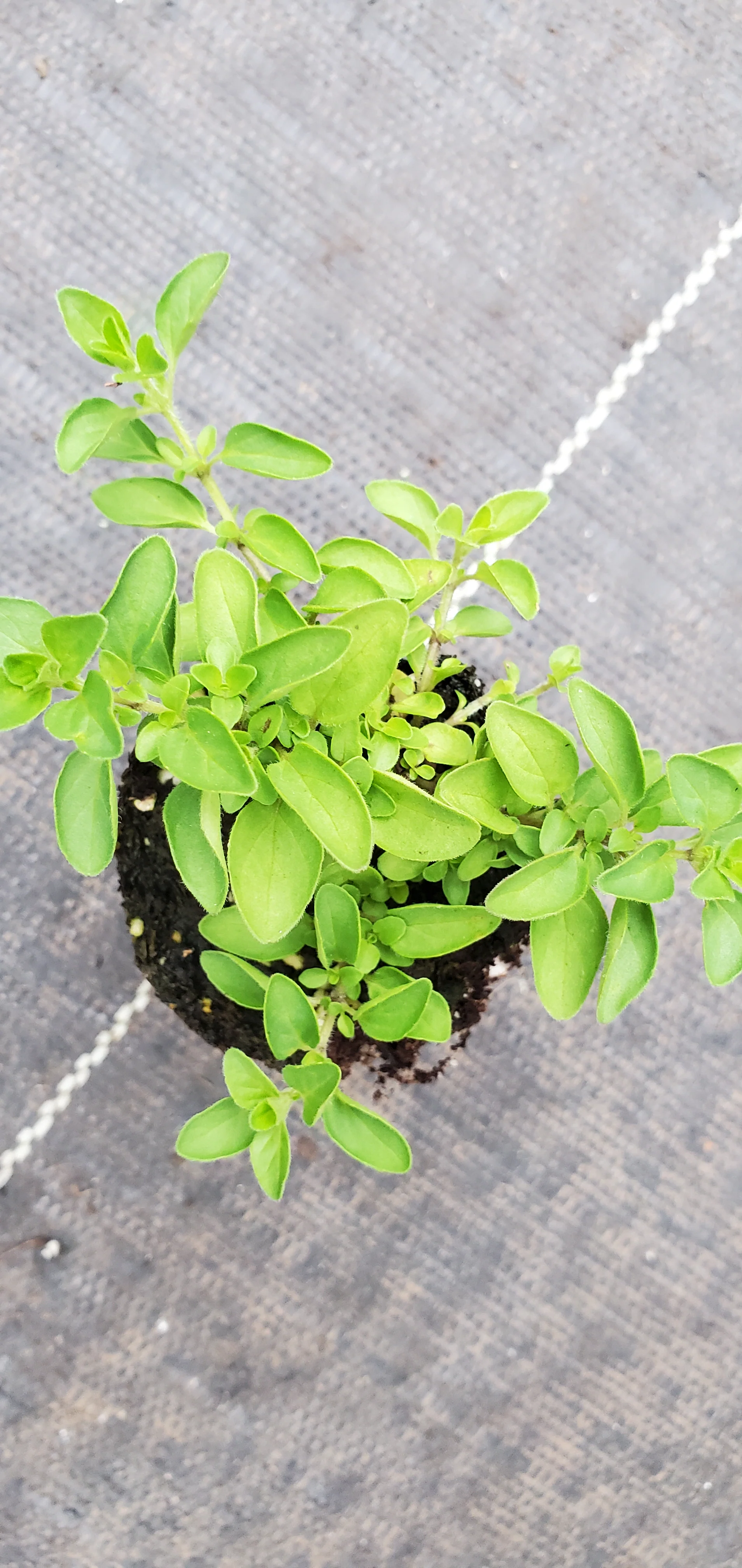 Dwarf Greek Oregano