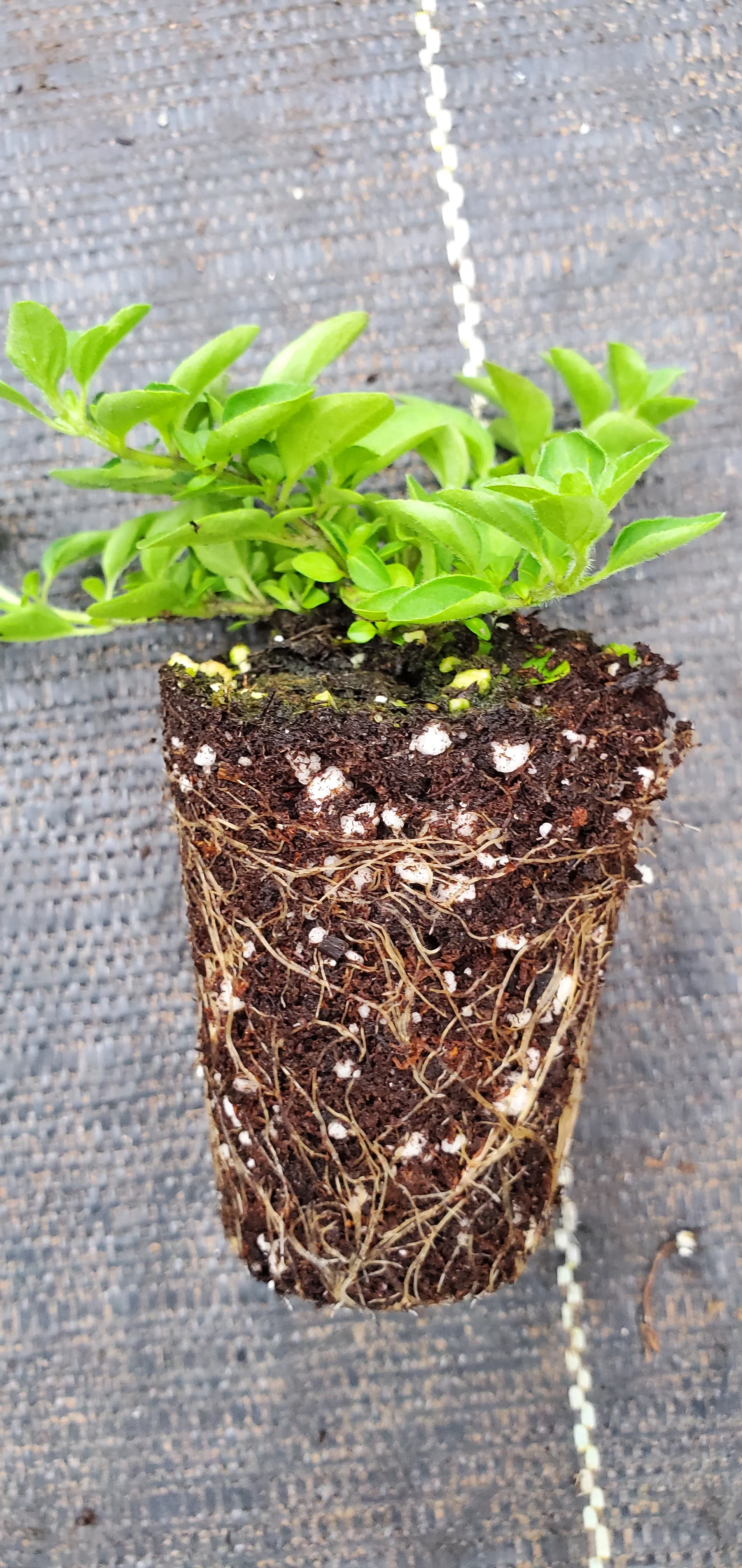 Dwarf Greek Oregano - Image 2