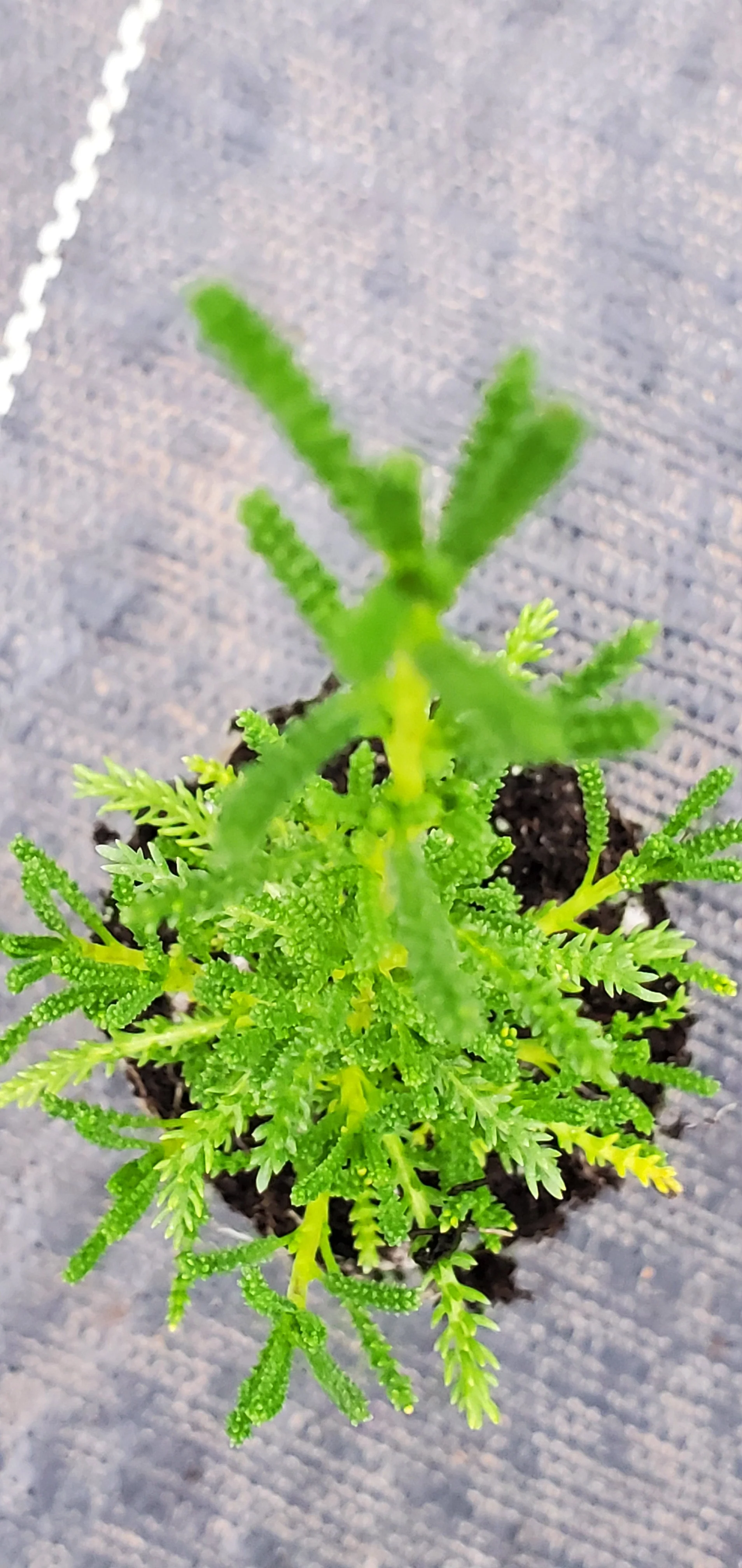 Dwarf Green Santolina Ericoides - Image 2