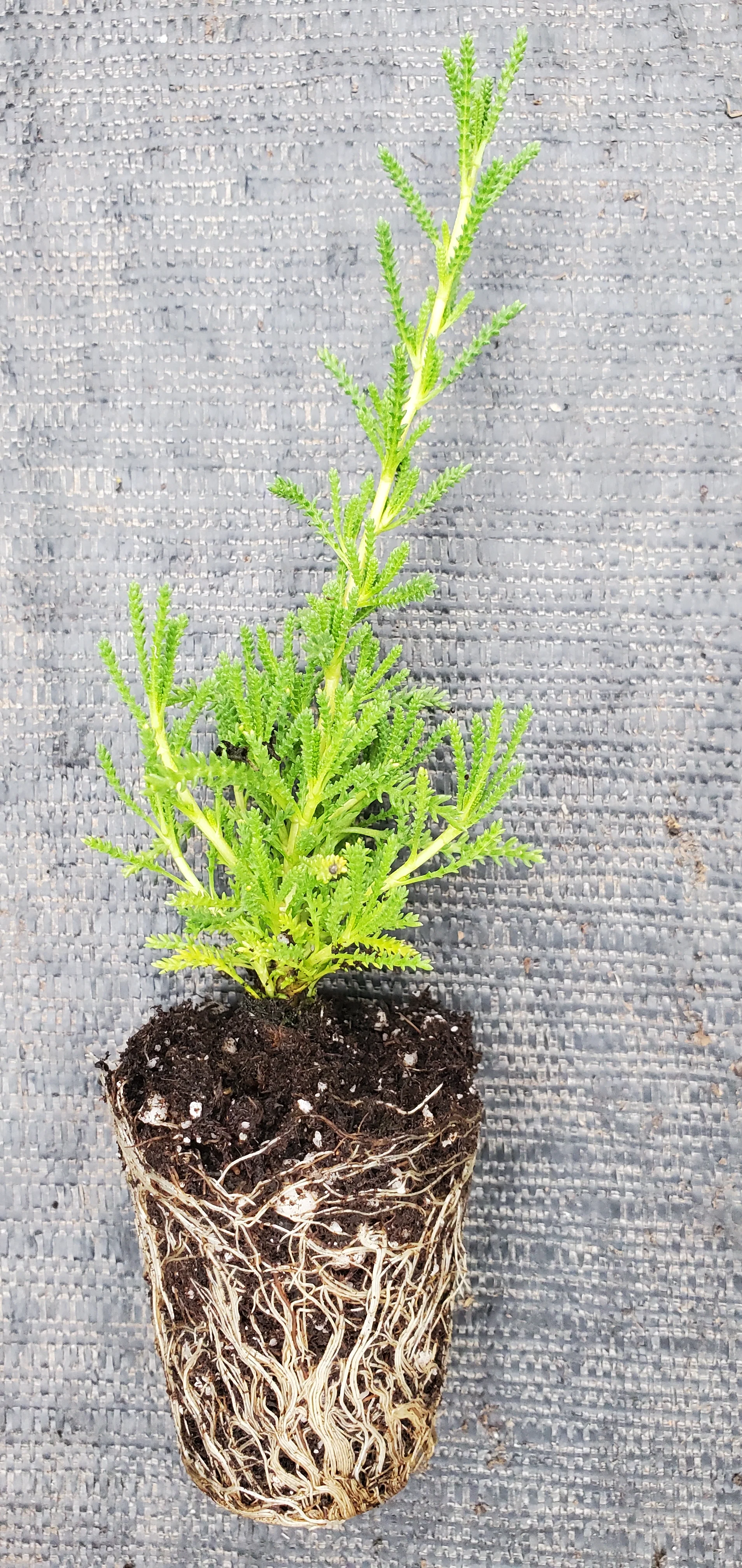 Dwarf Green Santolina Ericoides - Image 3