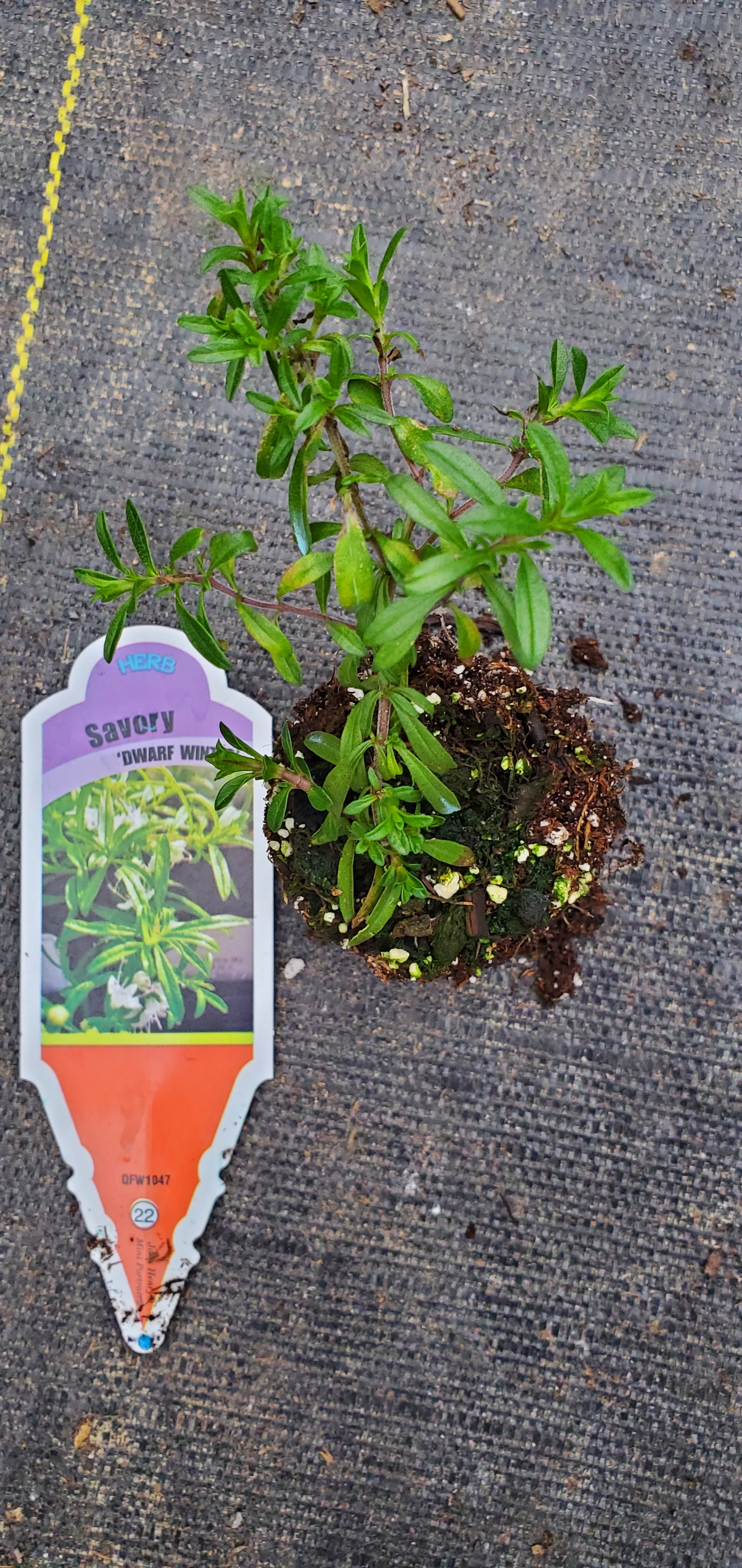 Dwarf Winter Savory