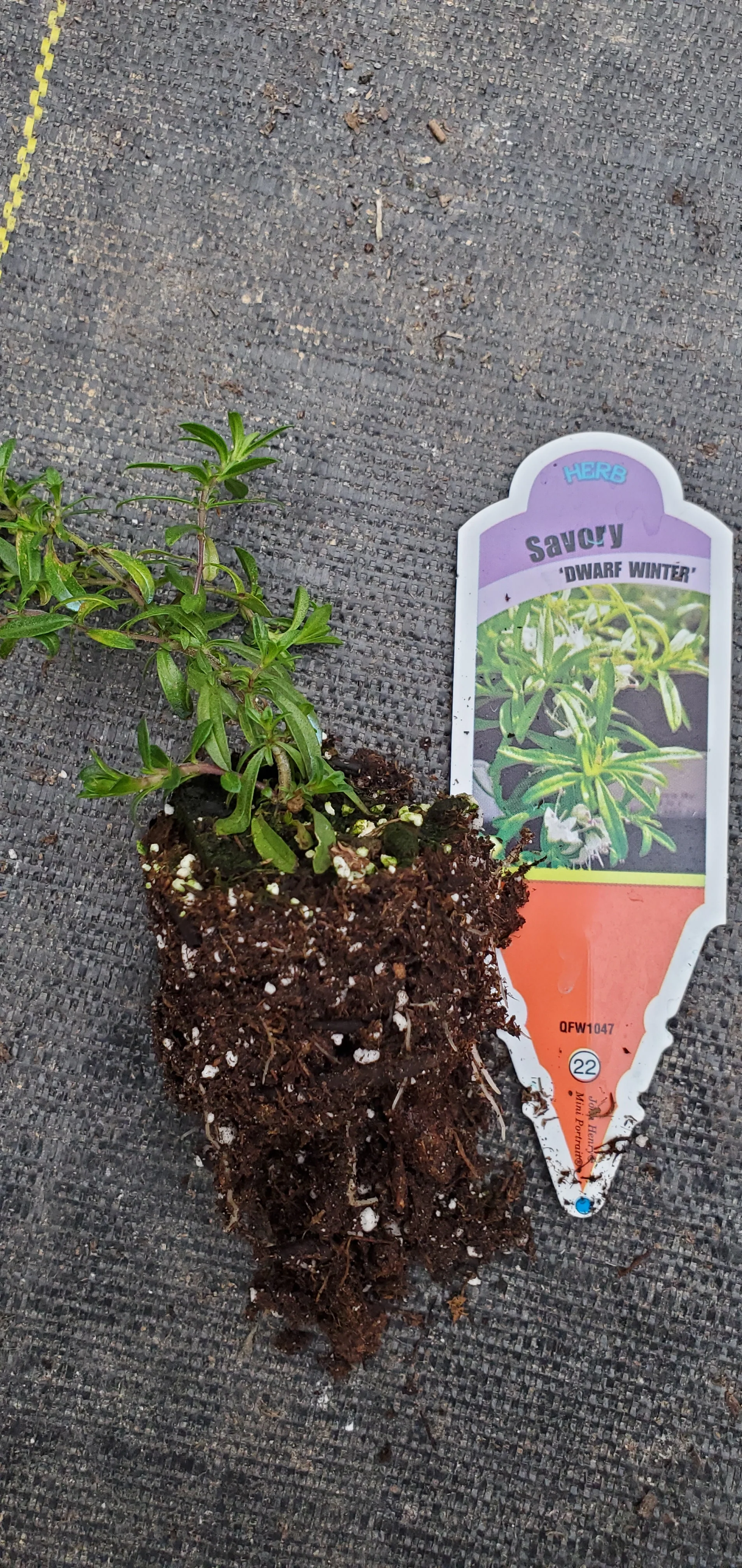 Dwarf Winter Savory - Image 2