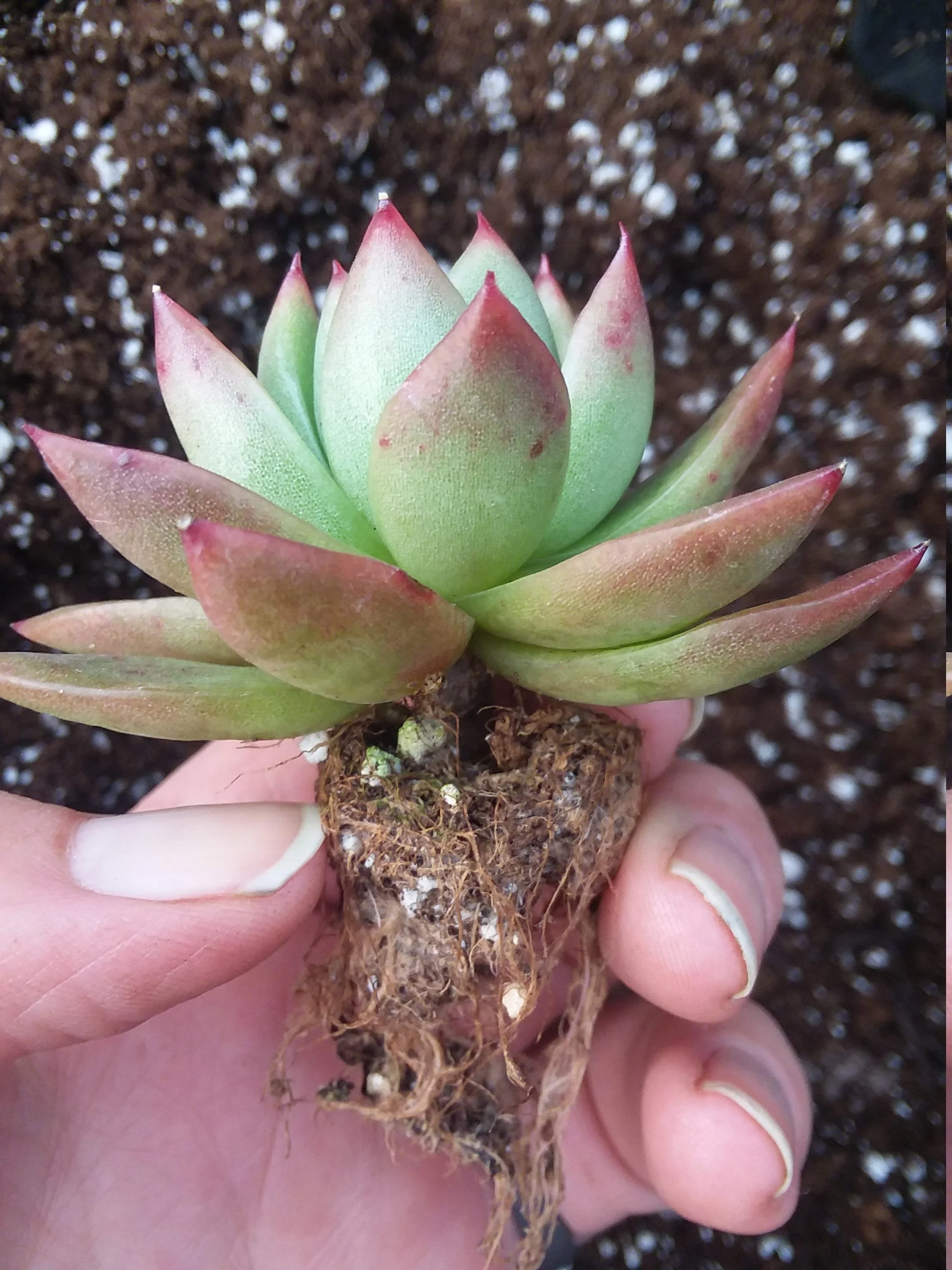 Echeveria Agavoides starter - Image 2