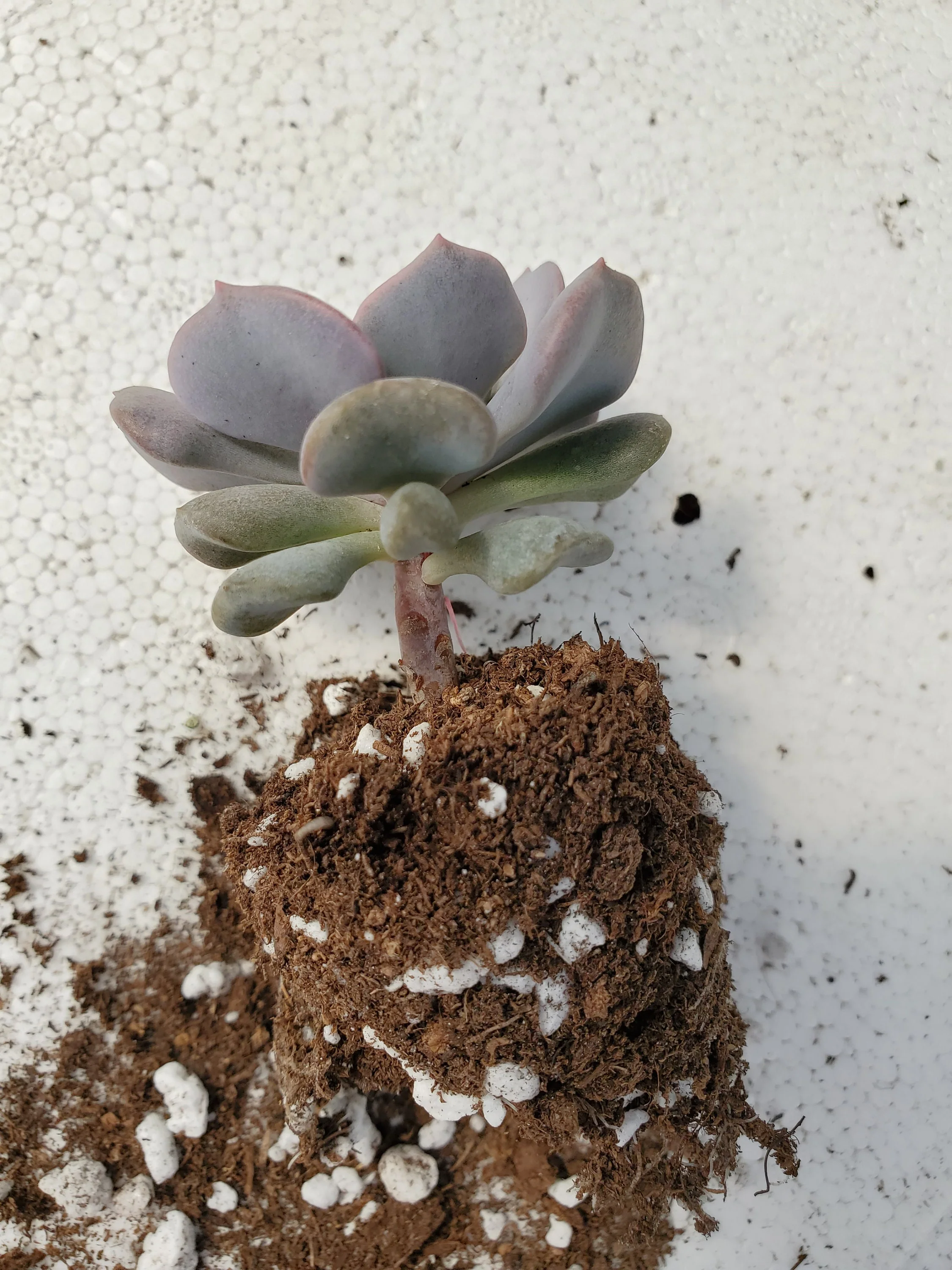 Echeveria Cubic Frost - Image 2