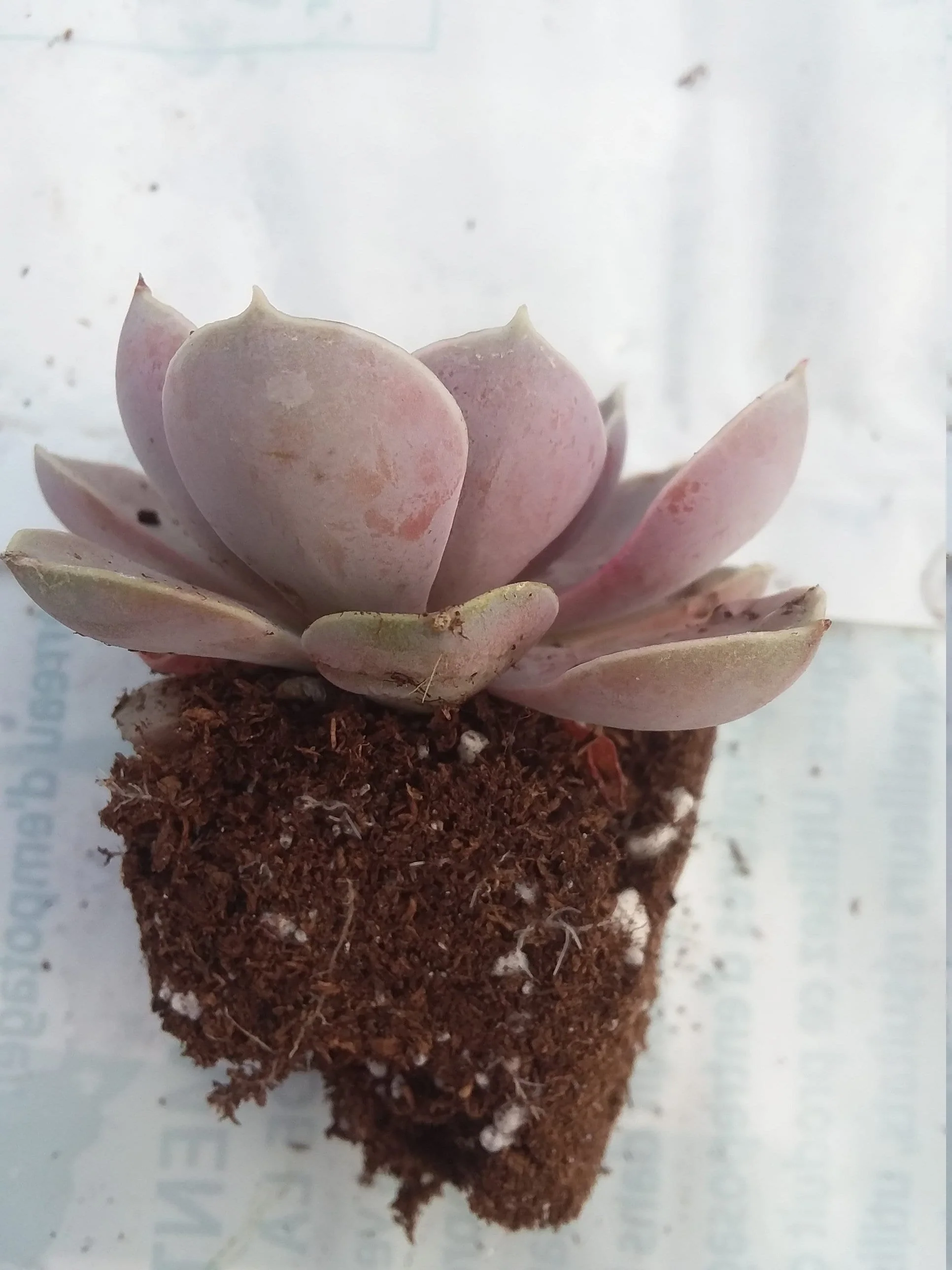 Echeveria Difractens