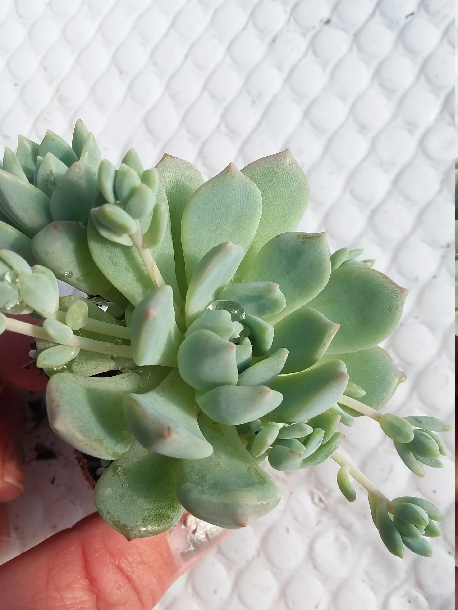 Echeveria prolifica starter succulent plant