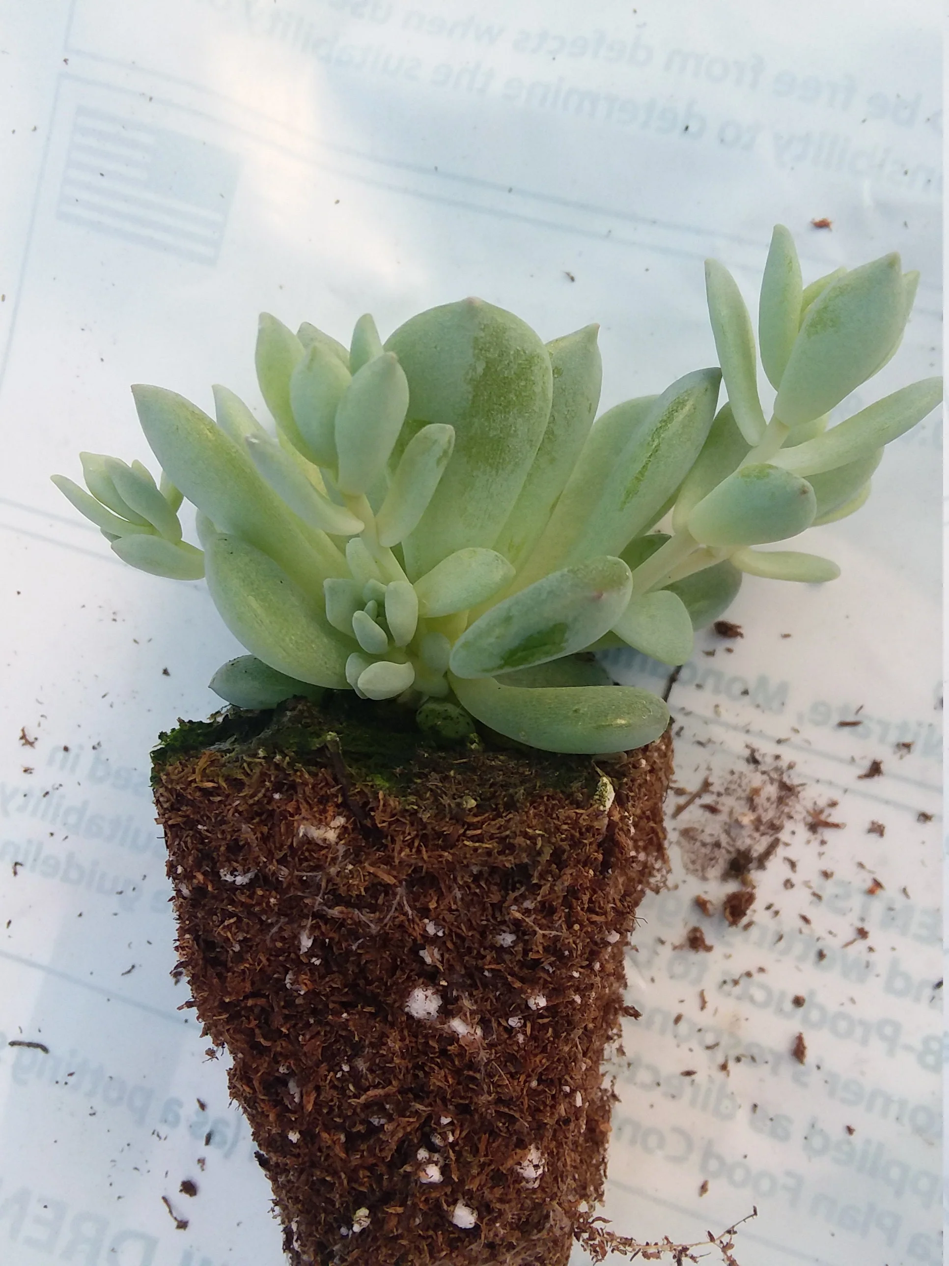 Echeveria prolifica starter succulent plant - Image 2