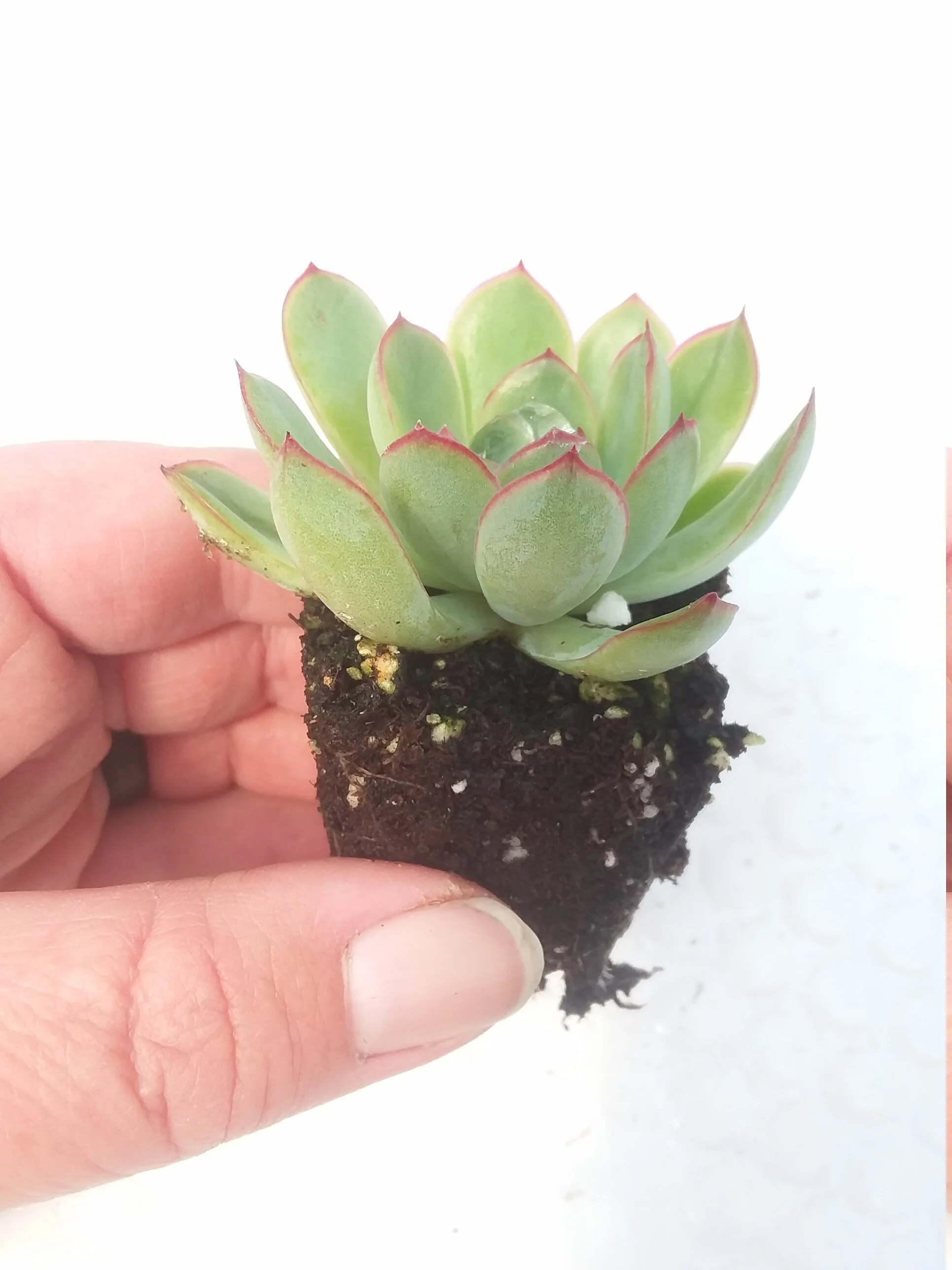 Echeveria Pulidonis - Image 2