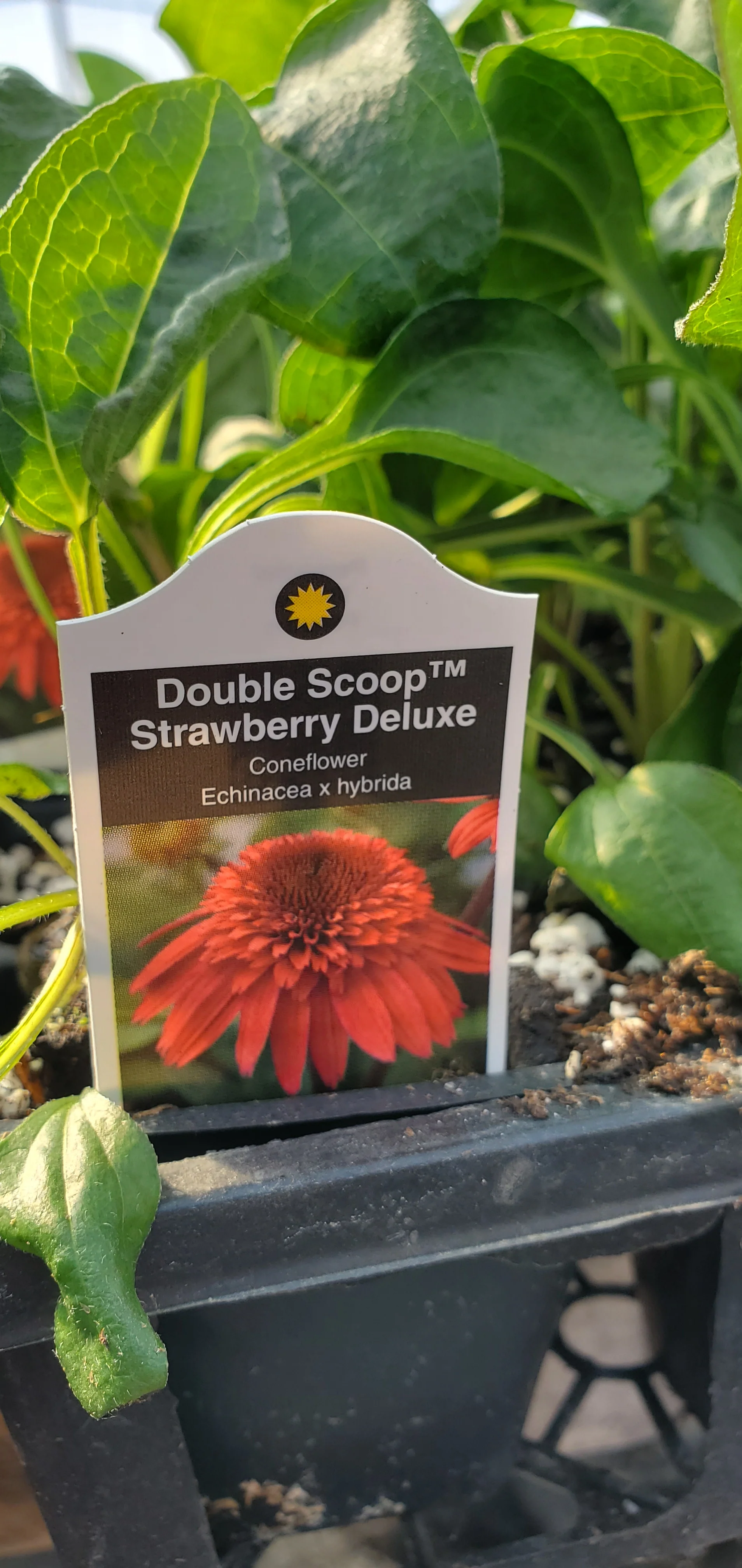 Echinacea  Double Scoop Strawberry Deluxe - Image 2