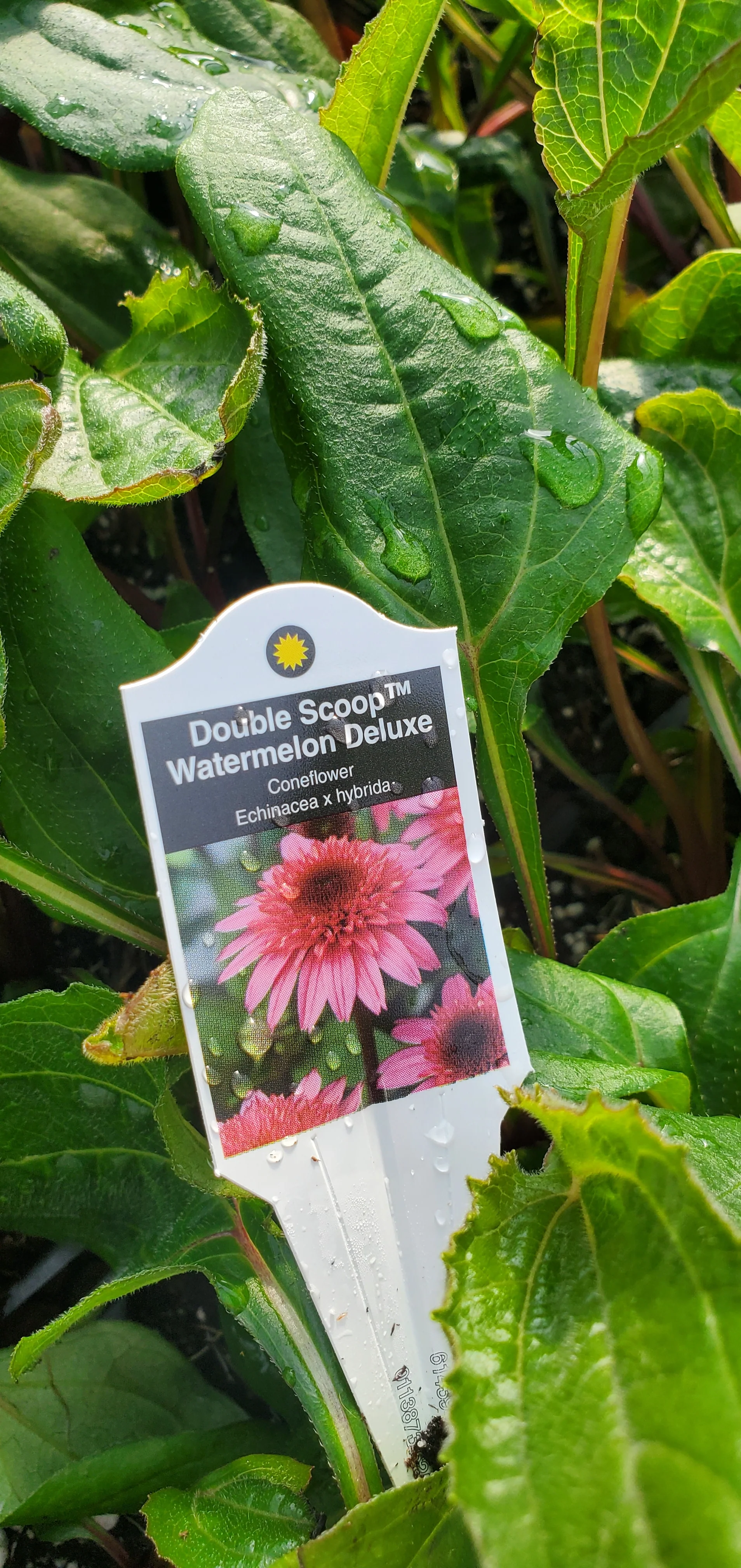Echinacea Double Scoop Watermelon Deluxe - Image 2