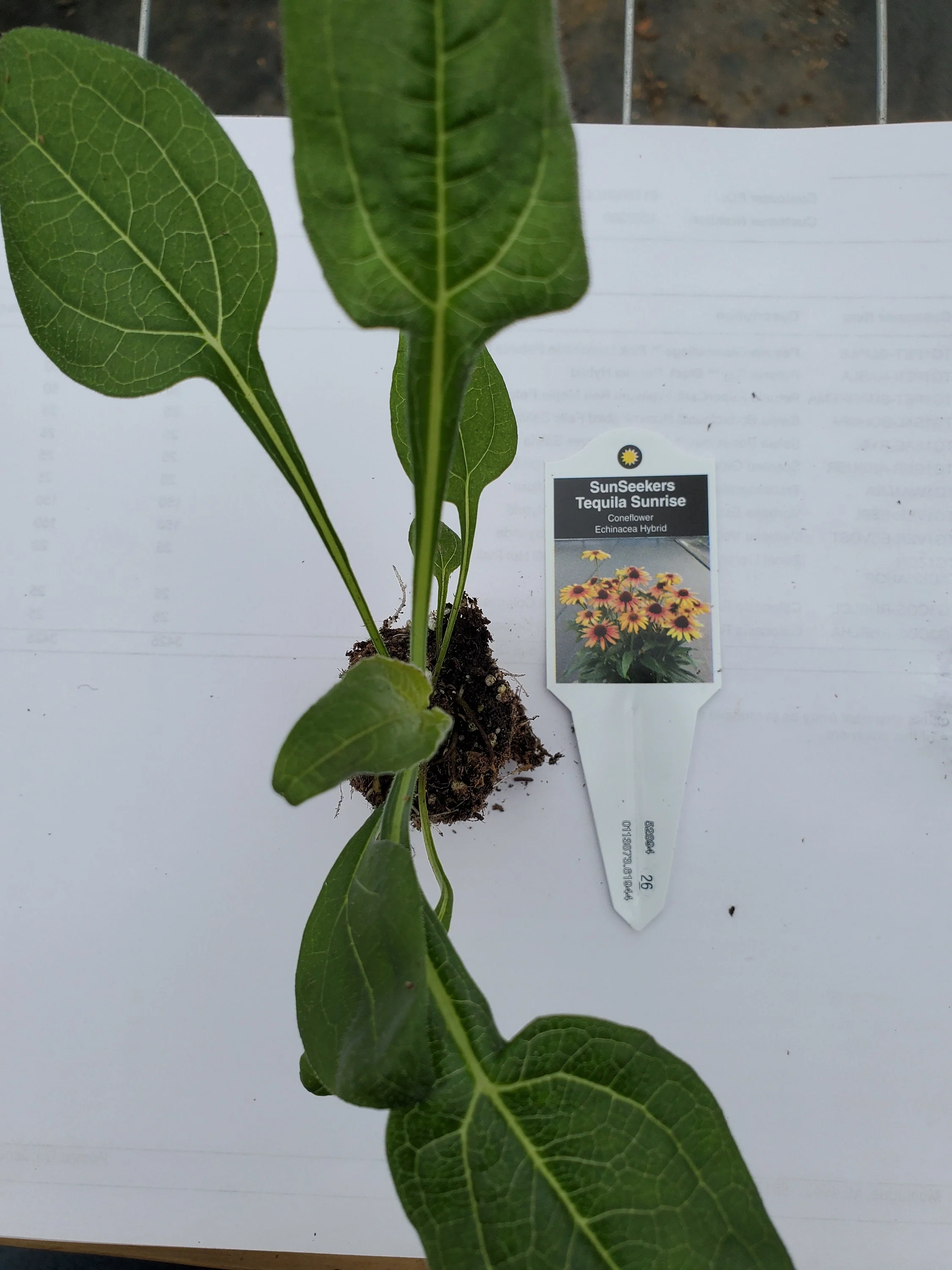 Echinacea hybrid Sunseekers Tequila Sunrise