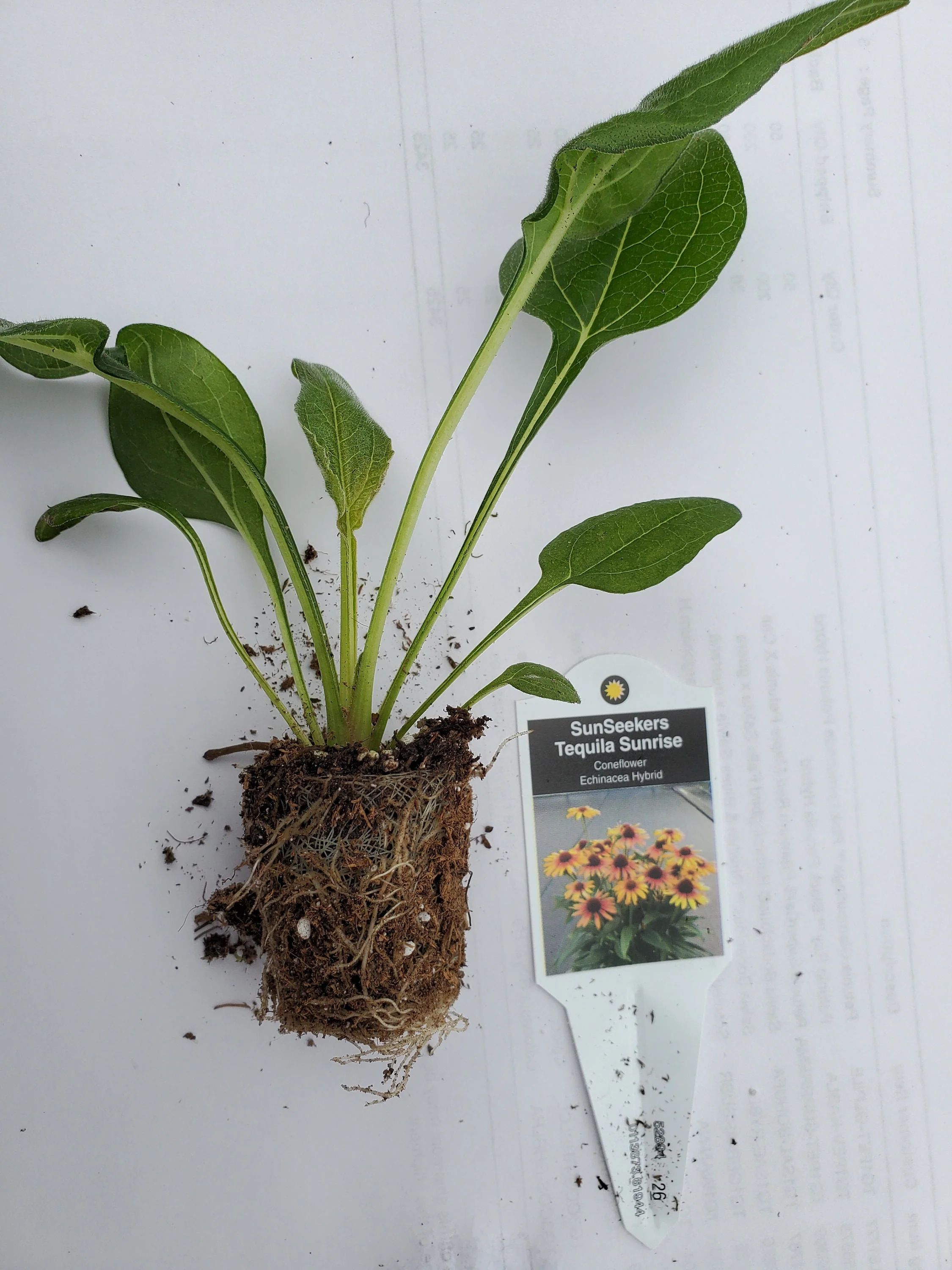 Echinacea hybrid Sunseekers Tequila Sunrise - Image 2