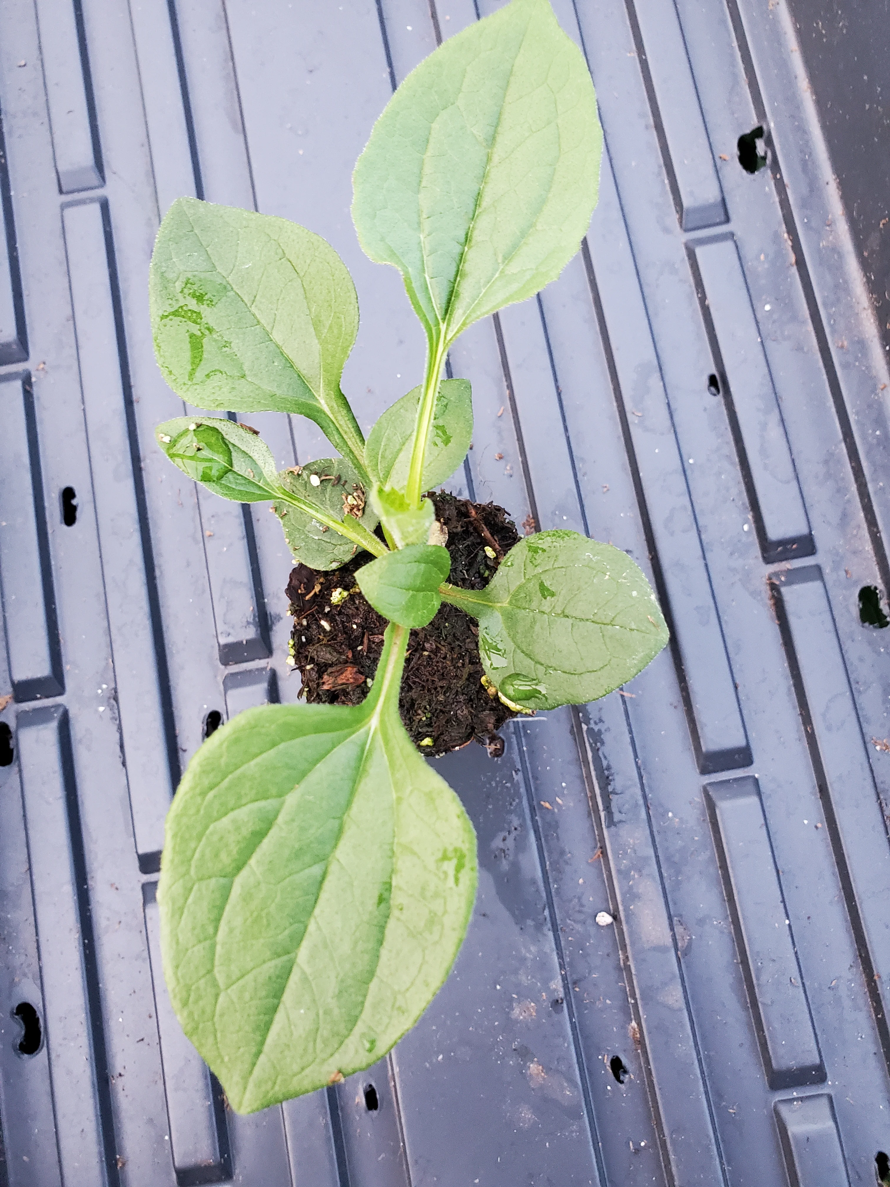 Echinacea Paradiso Super Duper