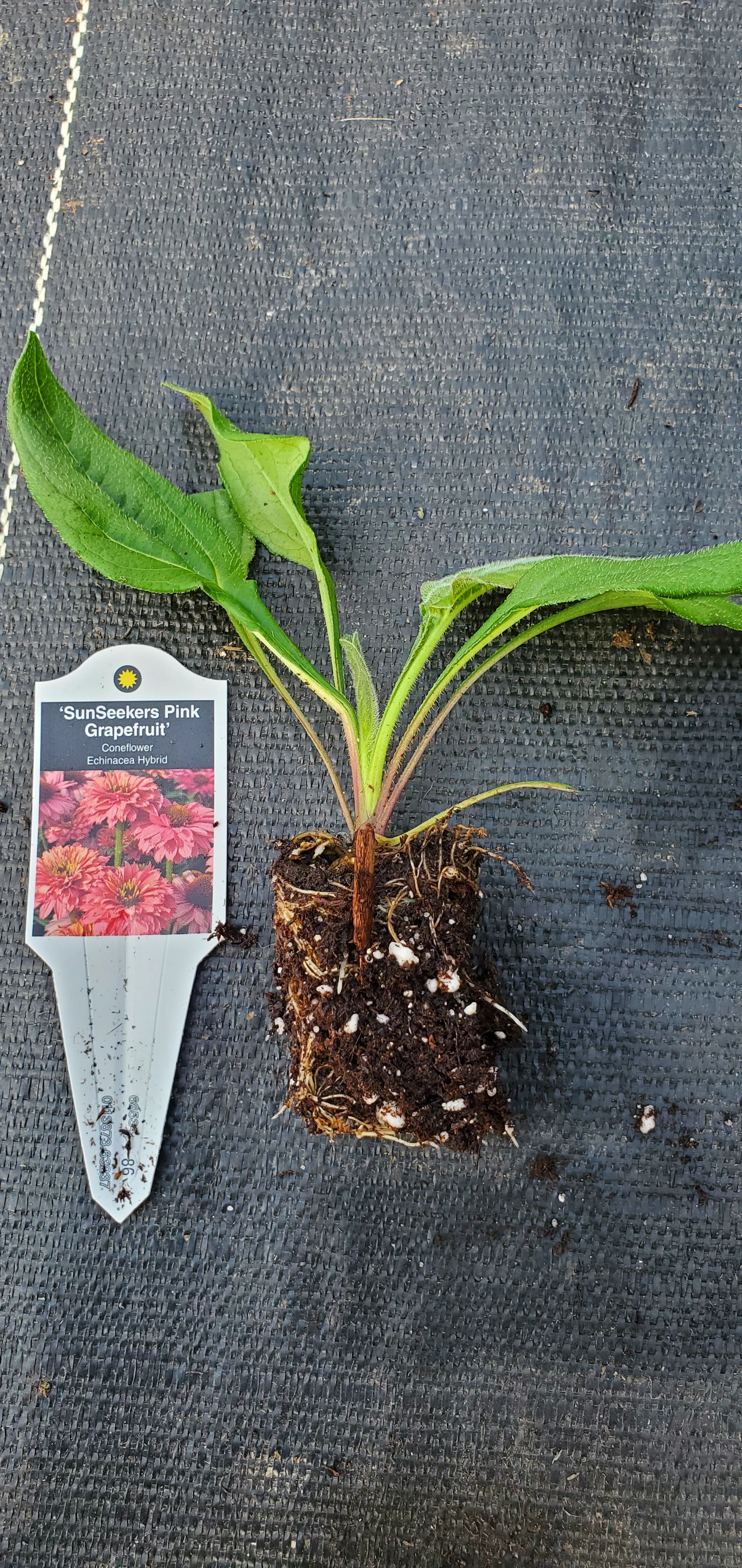 Echinacea Sunseekers Pink Grapefruit - Image 2