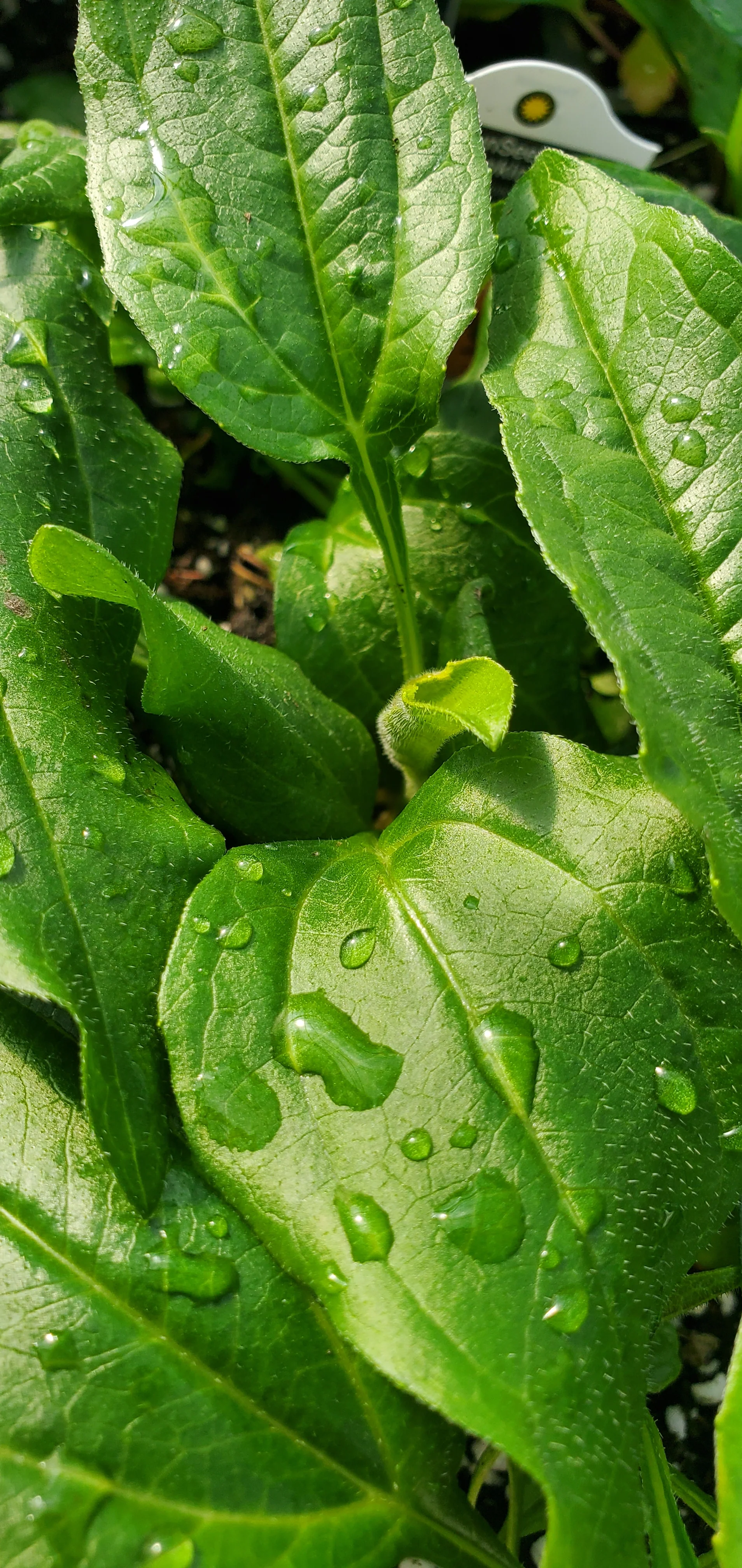 Echinacea Sunseekers Pumpkin Pie