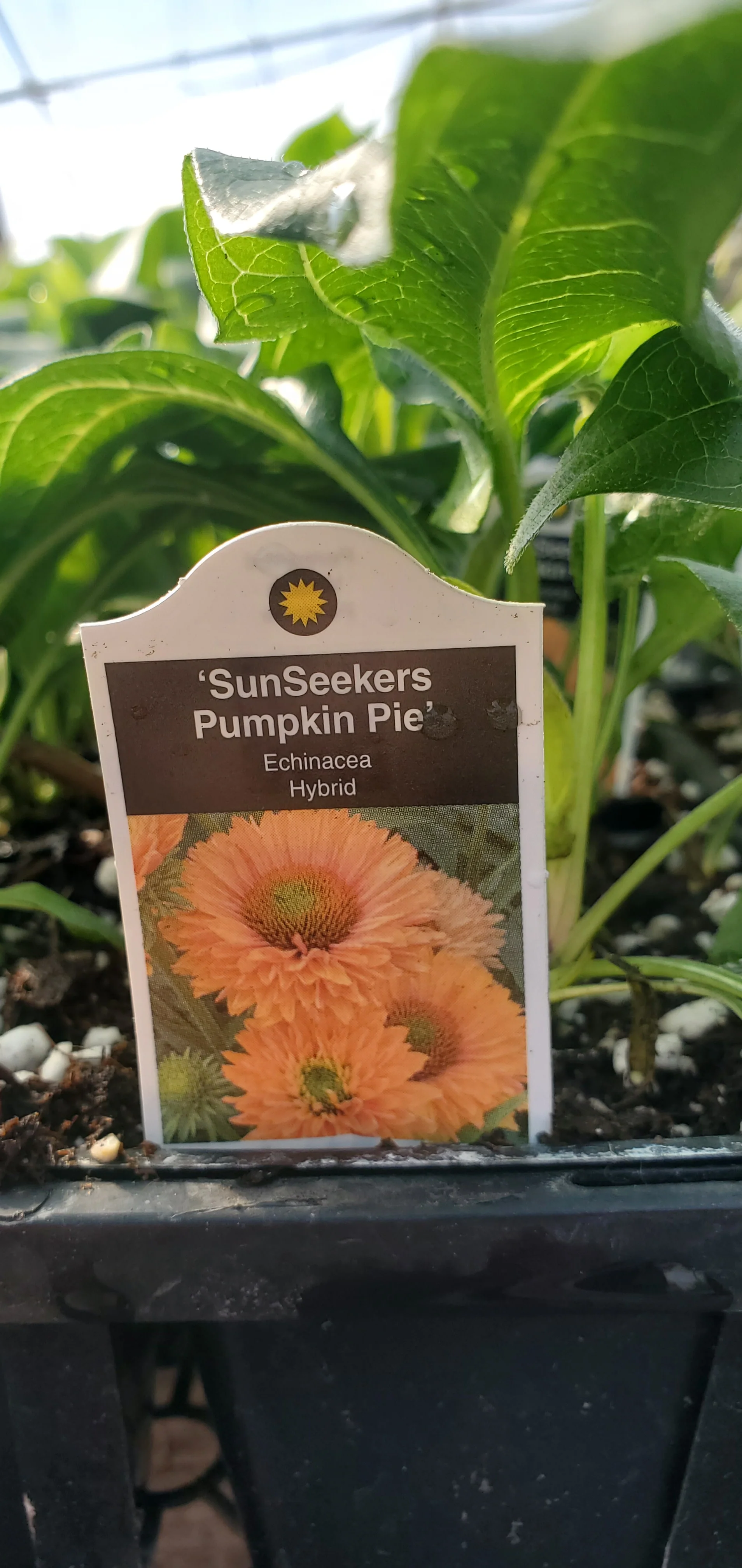 Echinacea Sunseekers Pumpkin Pie - Image 2