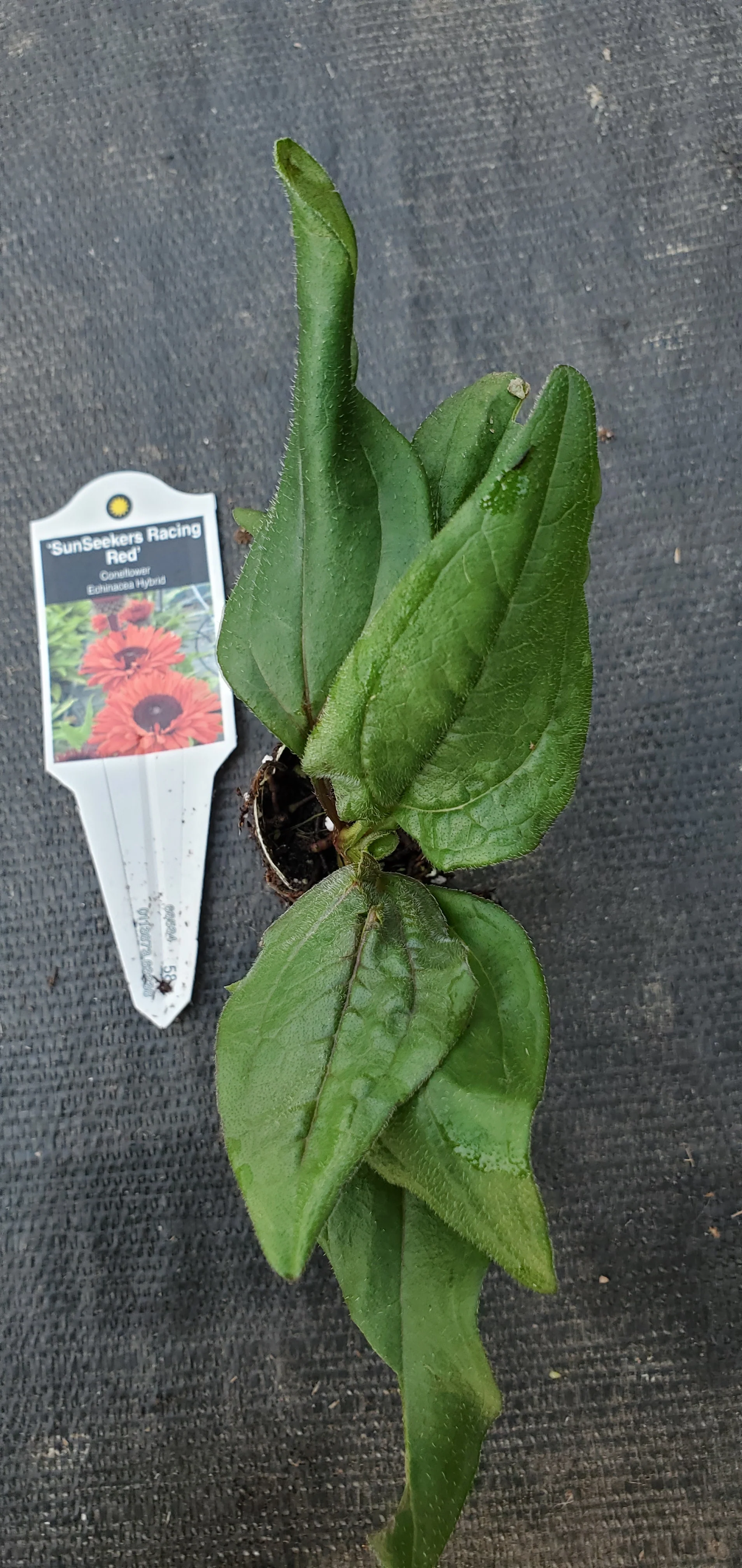 Echinacea Sunseekers Racing Red