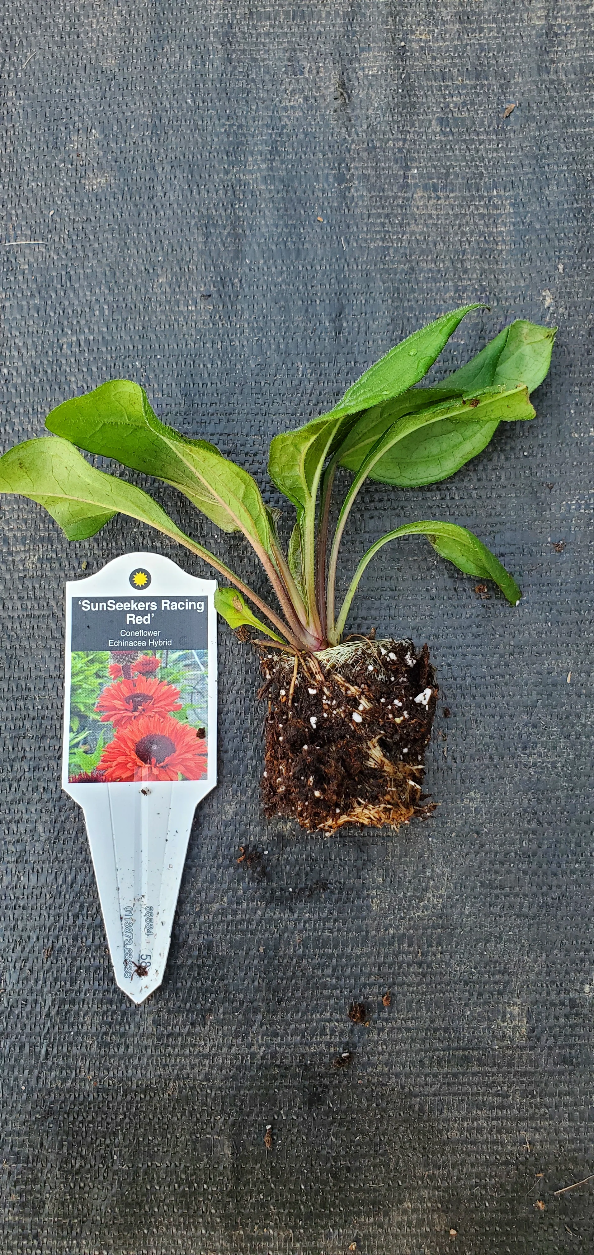 Echinacea Sunseekers Racing Red - Image 2