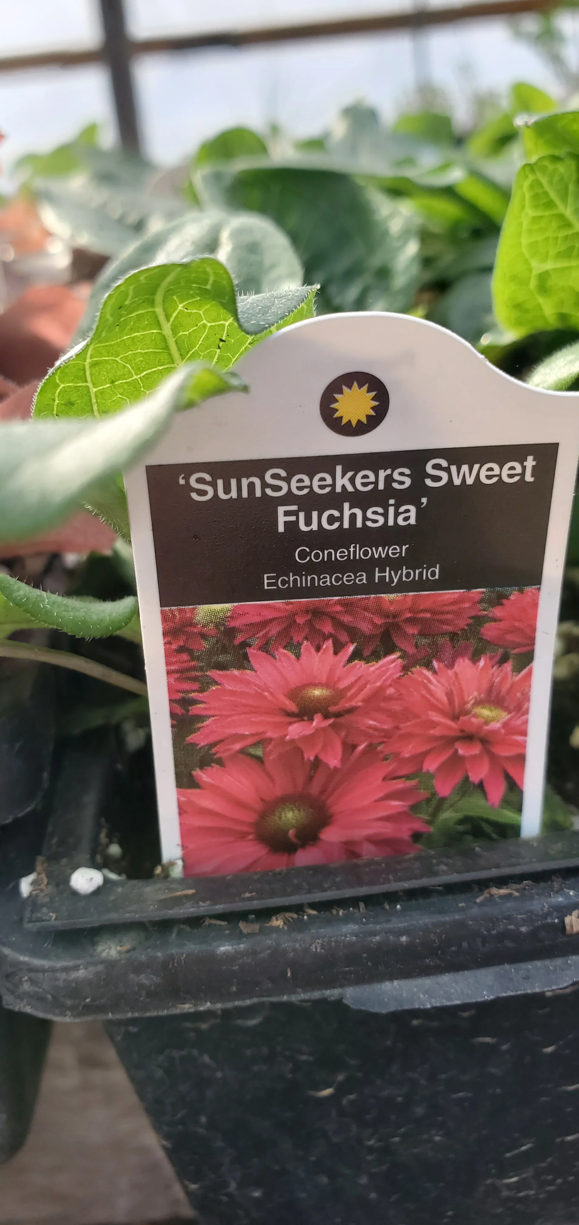 Echinacea Sunseekers Sweet Fuchsia - Image 2