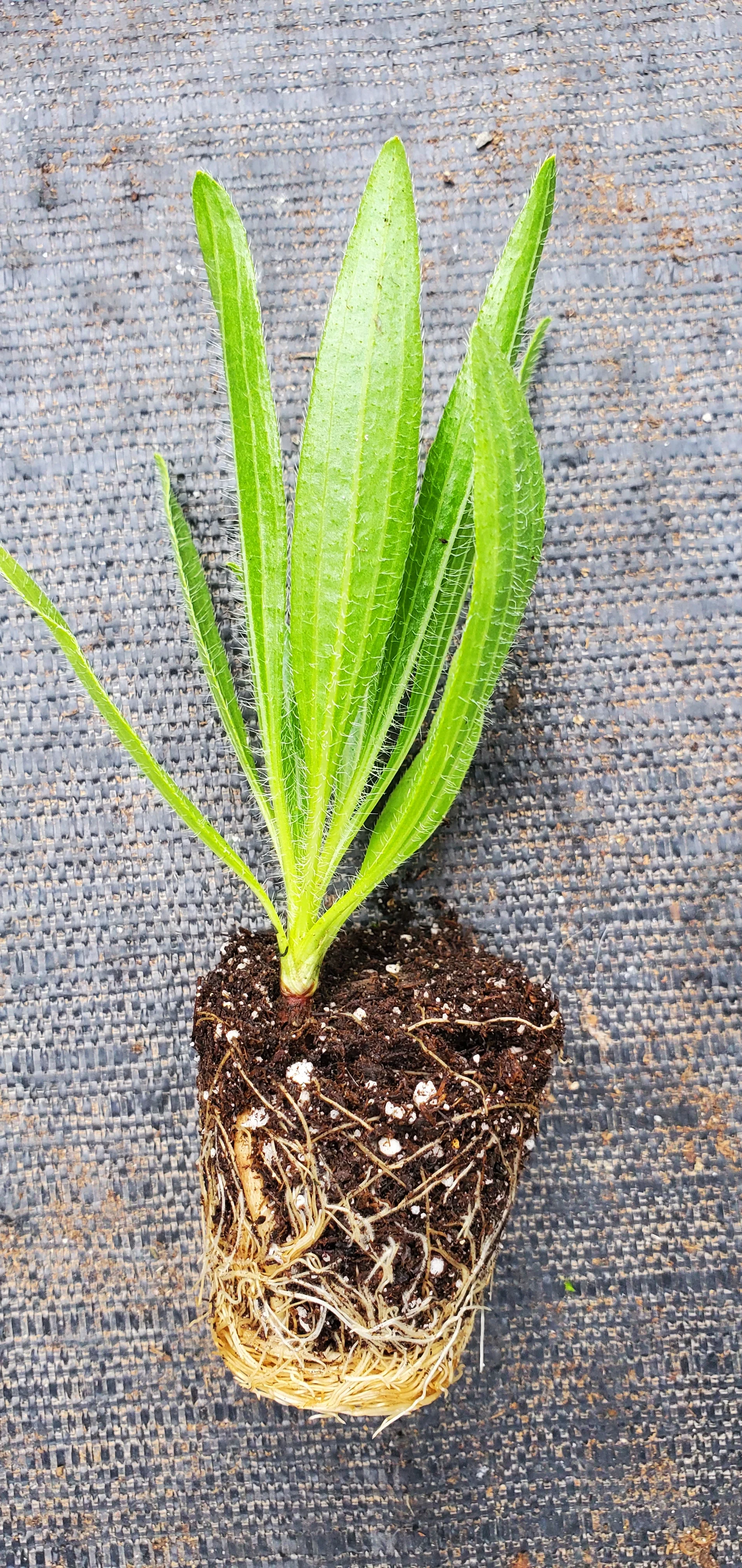 Echinacea Tennessensis Rocky Top - Image 2