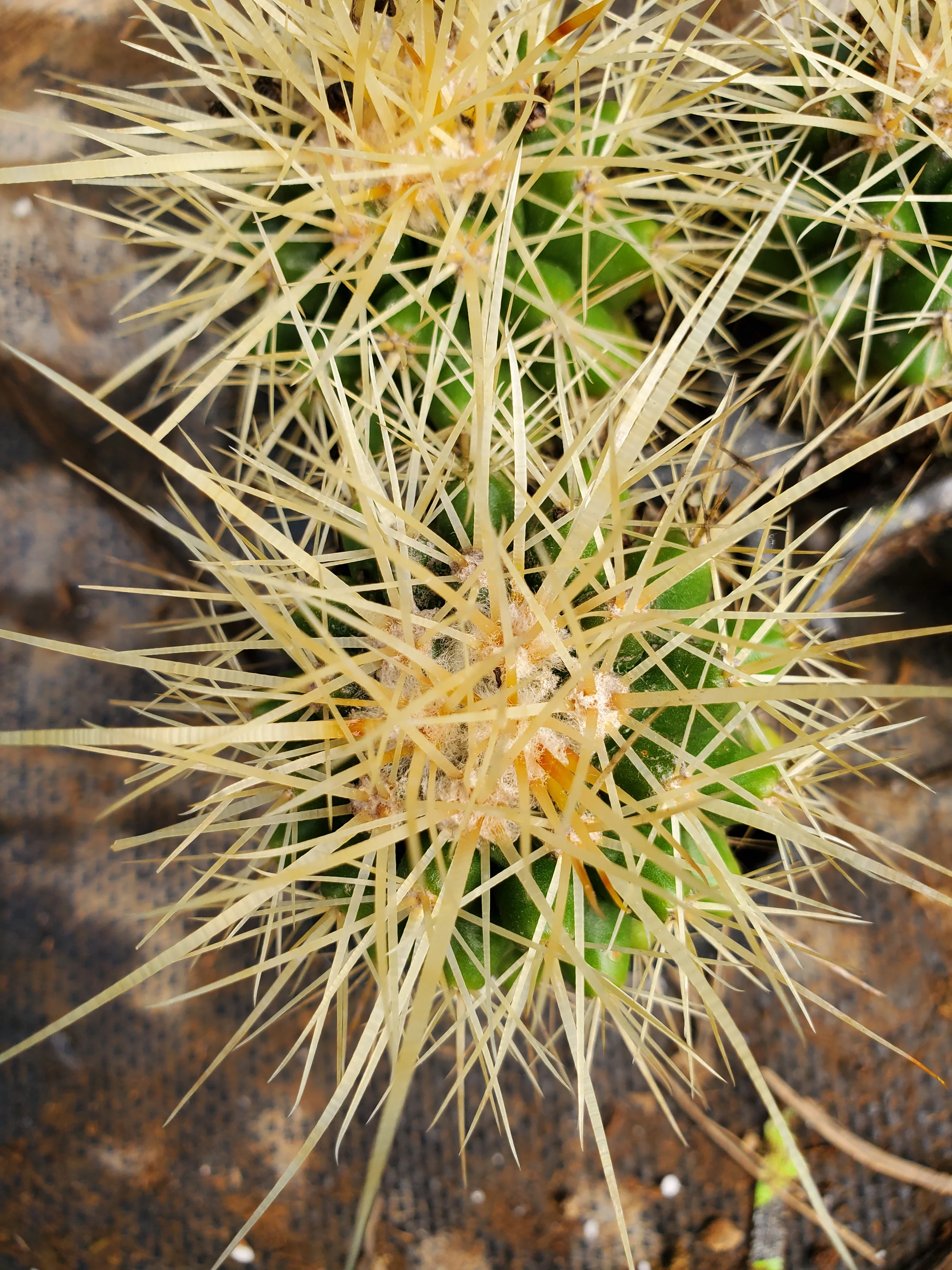 Echinocactus Grusonii