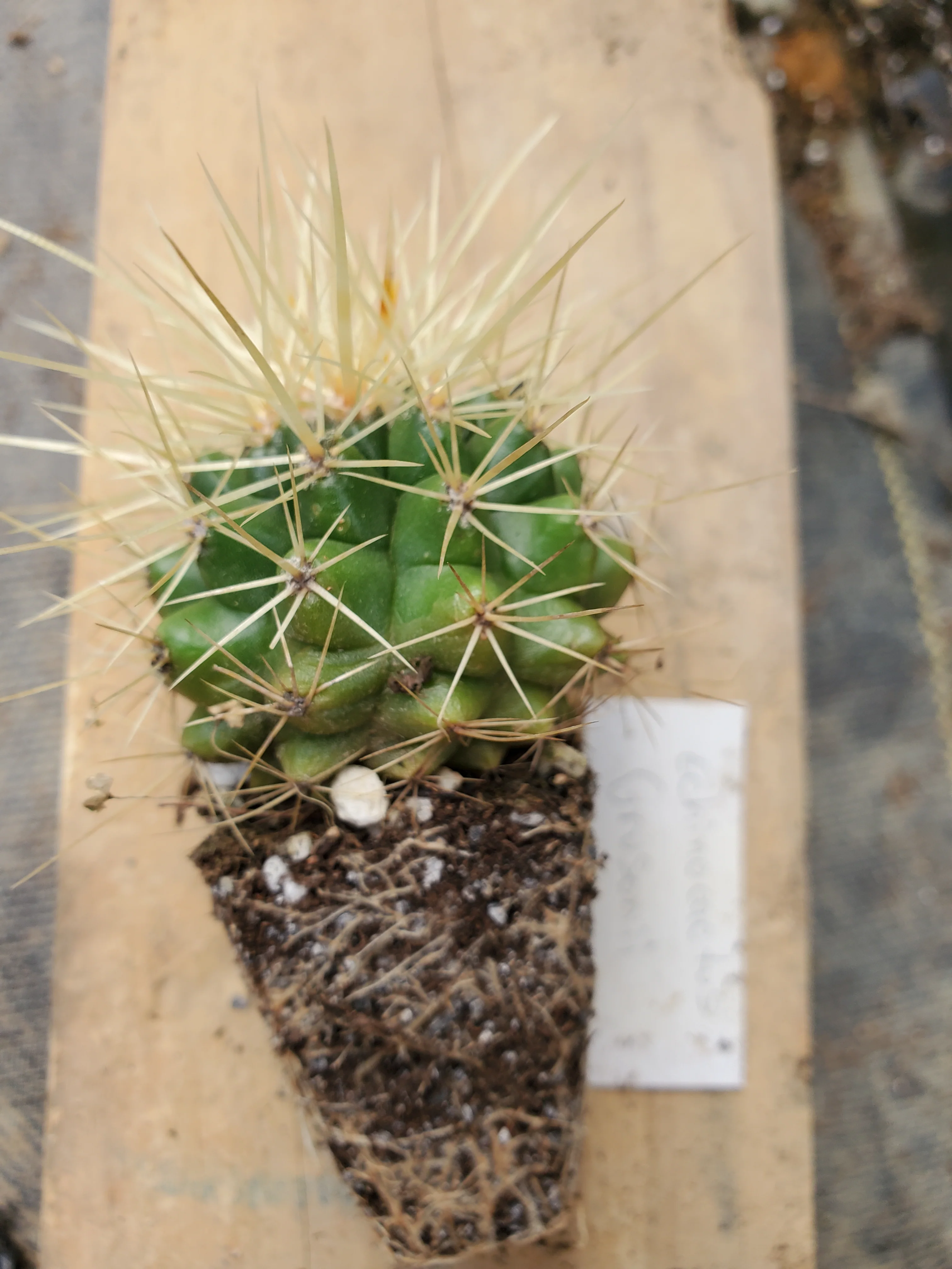 Echinocactus Grusonii - Image 2