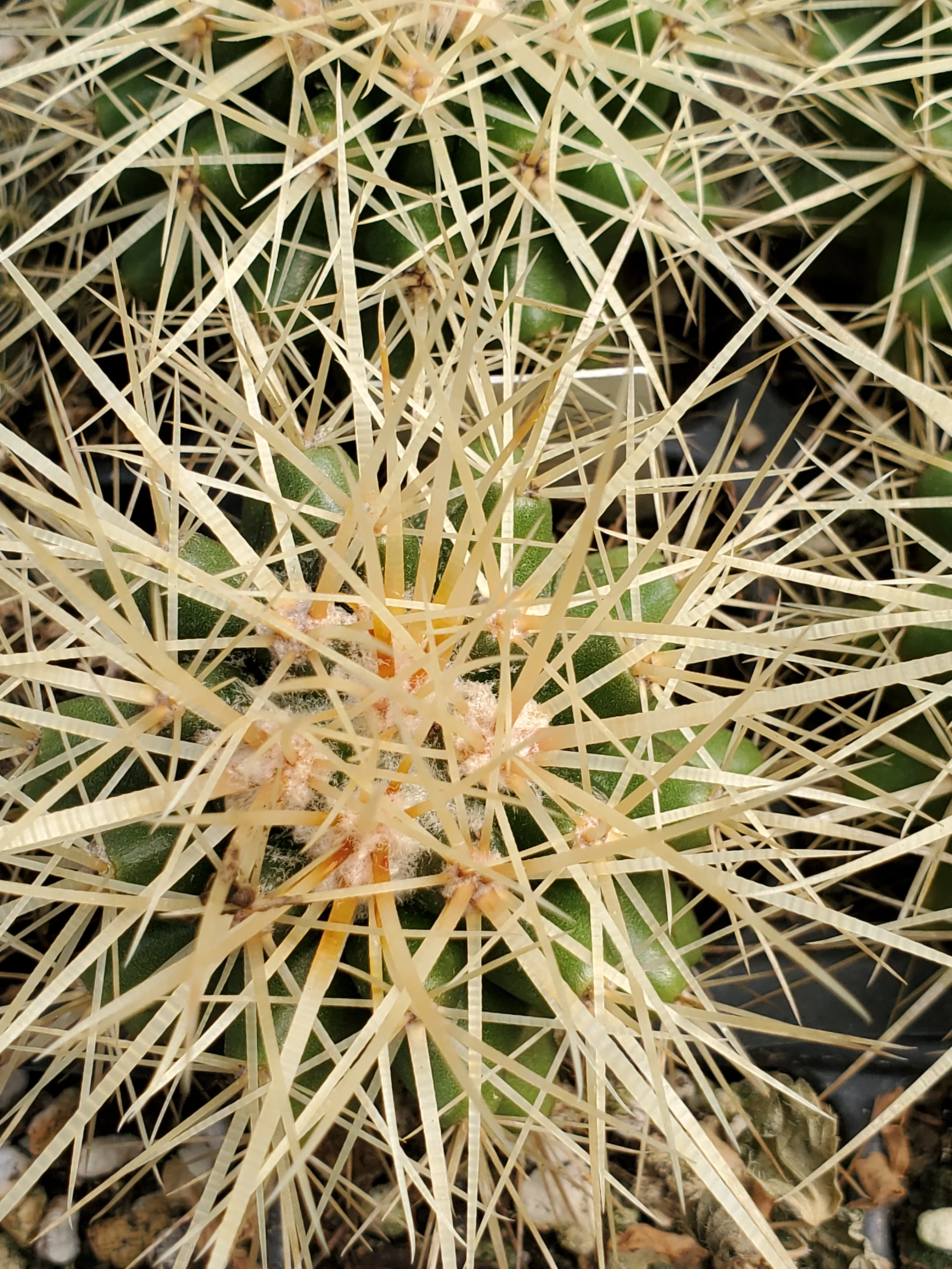 Echinocactus Grusonii - Image 3