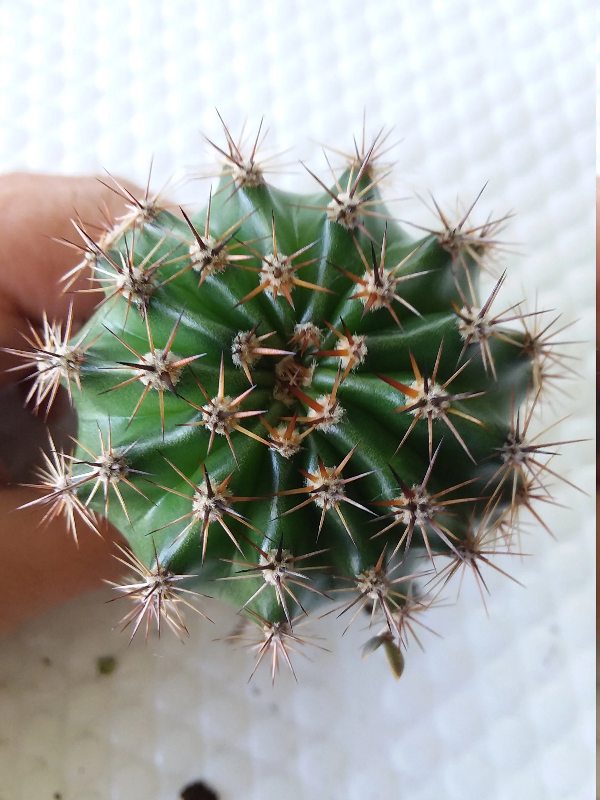 Echinopsis eyreisii