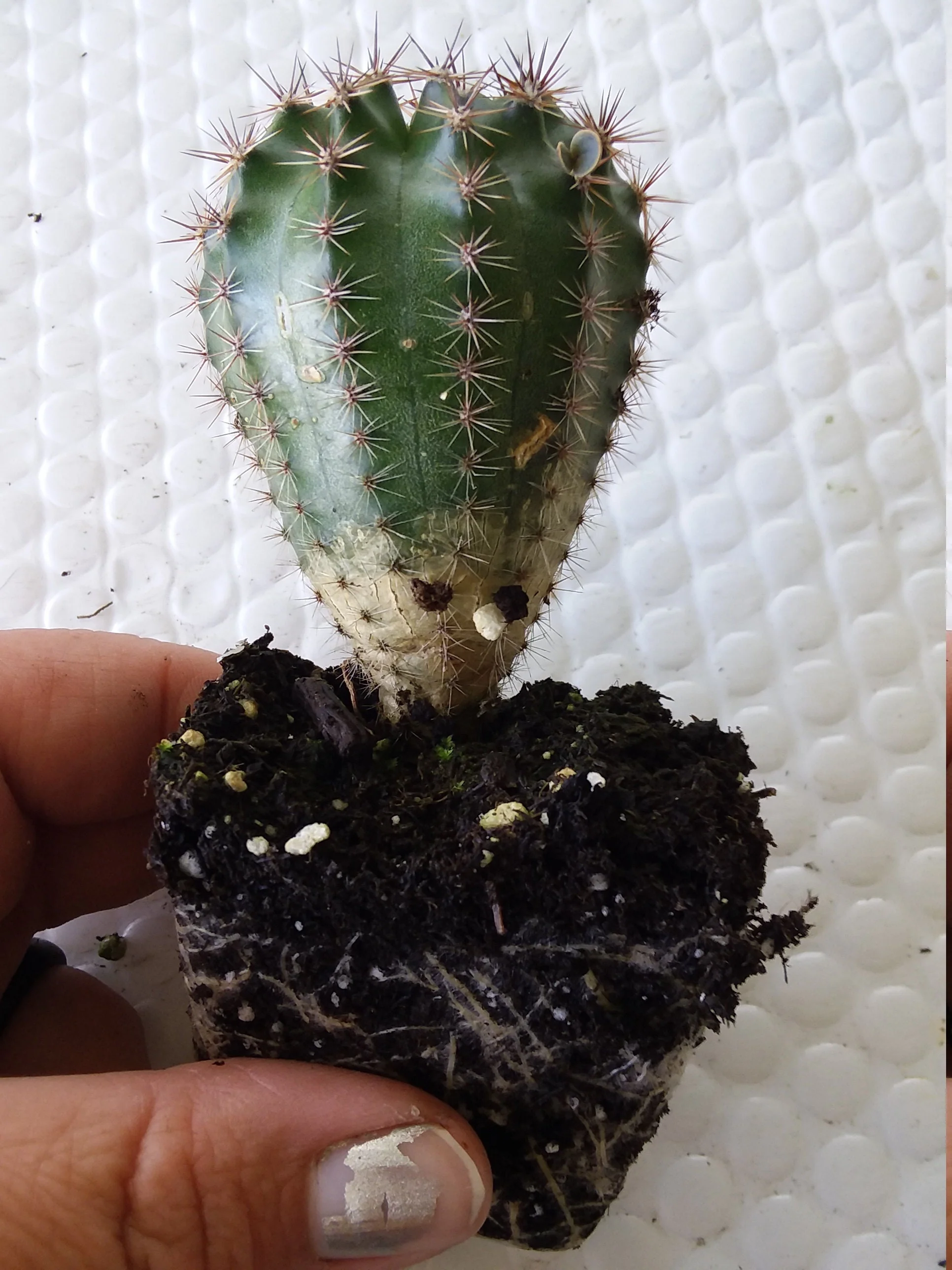 Echinopsis eyreisii - Image 2