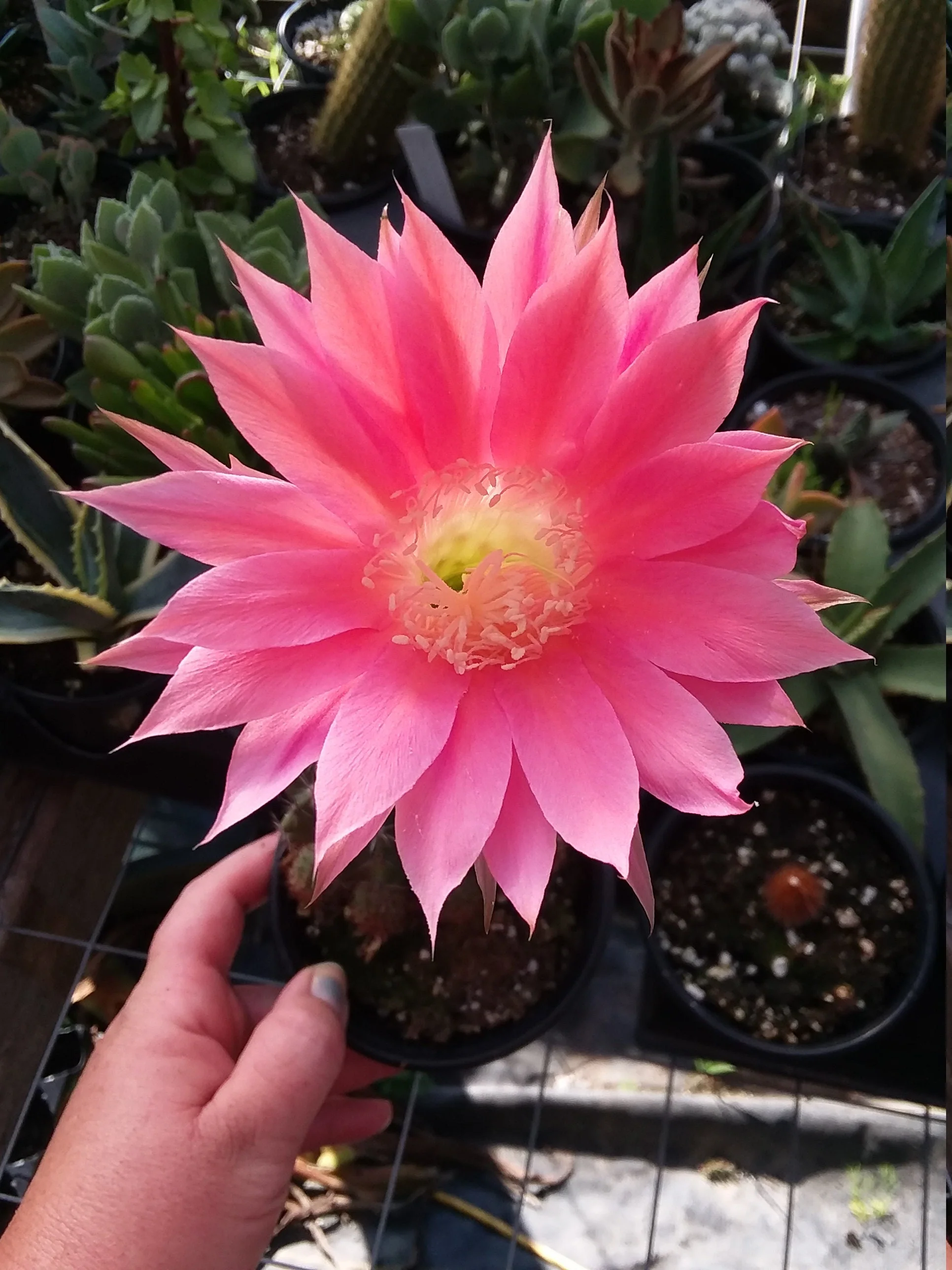Echinopsis eyreisii - Image 3