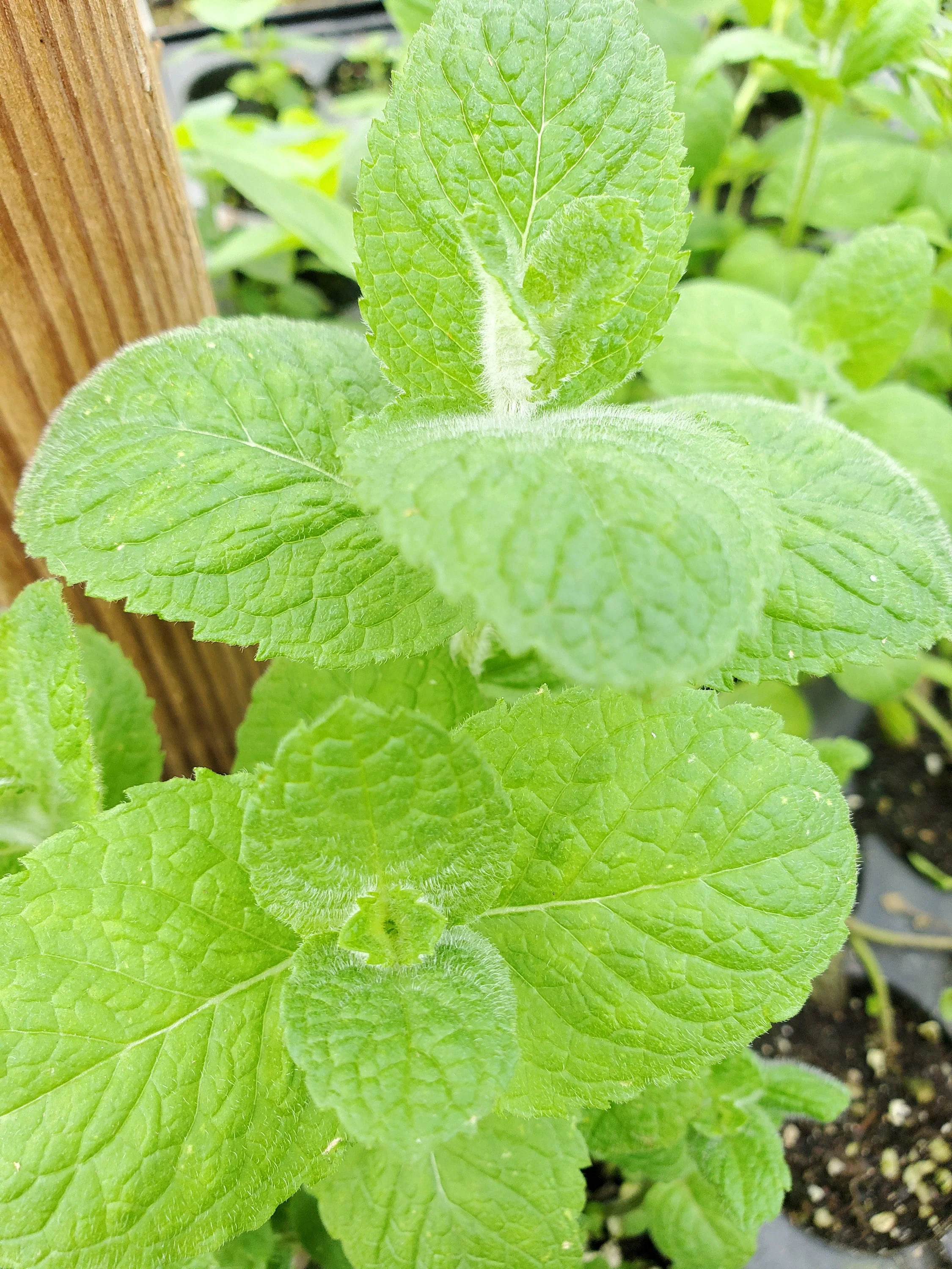 Egyptian Mint Mentha Niliaca