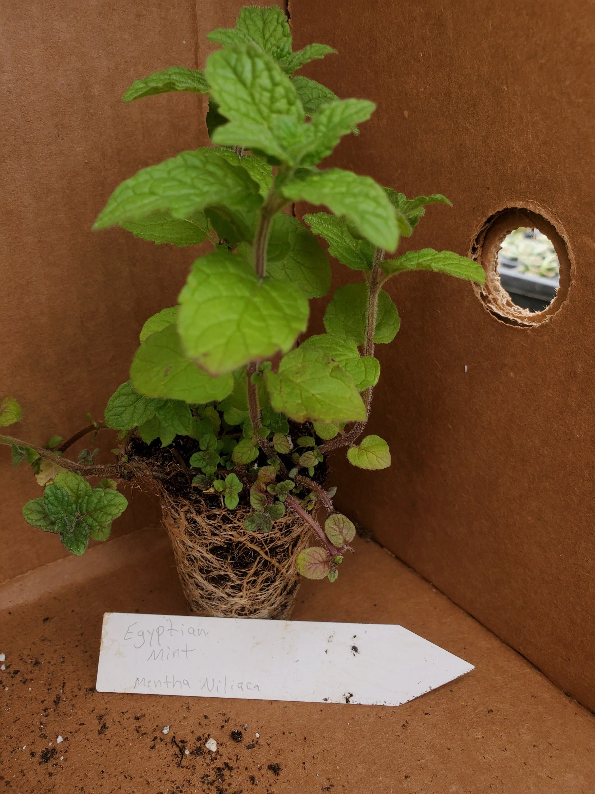 Egyptian Mint Mentha Niliaca - Image 2