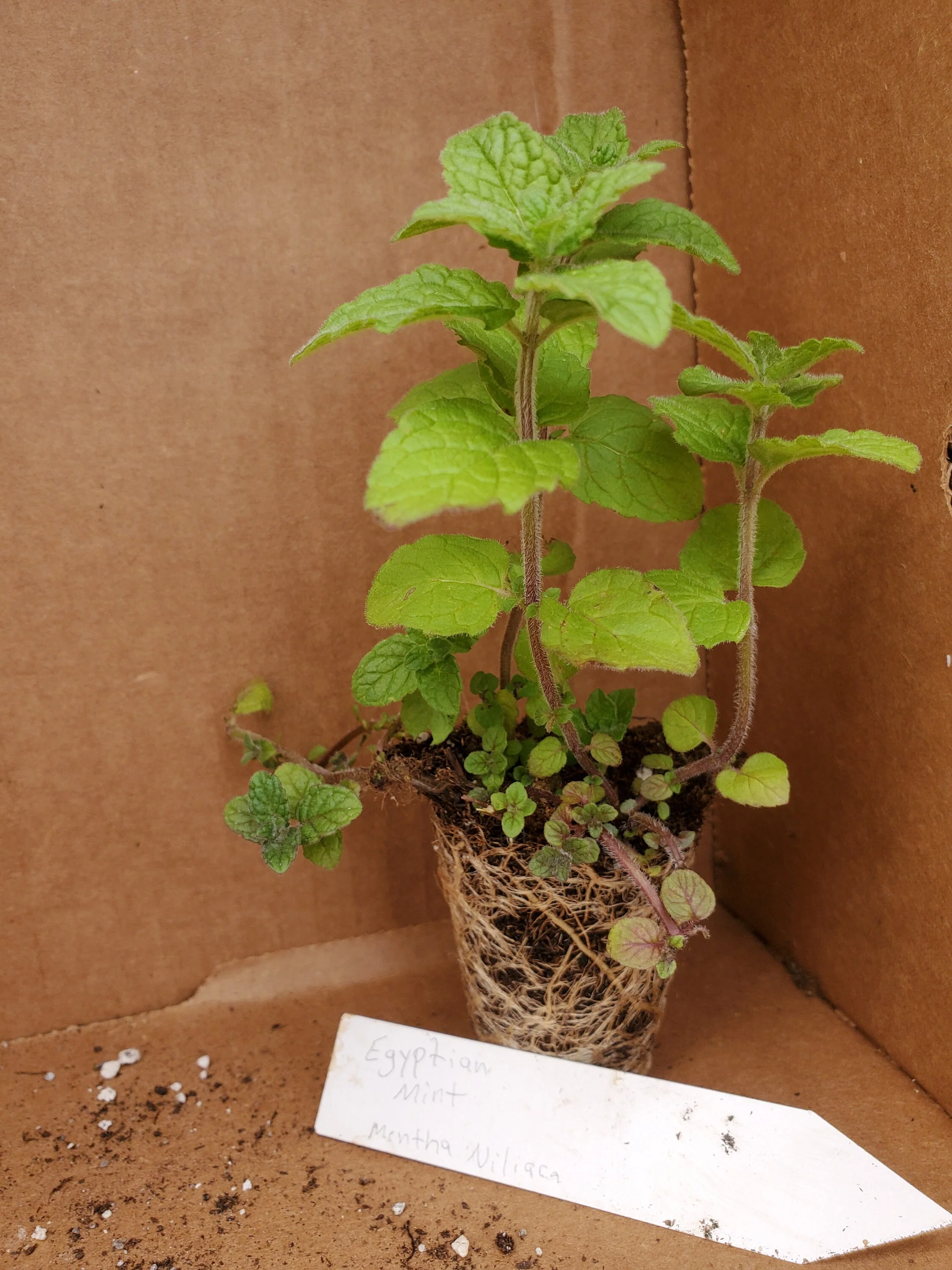 Egyptian Mint Mentha Niliaca - Image 3