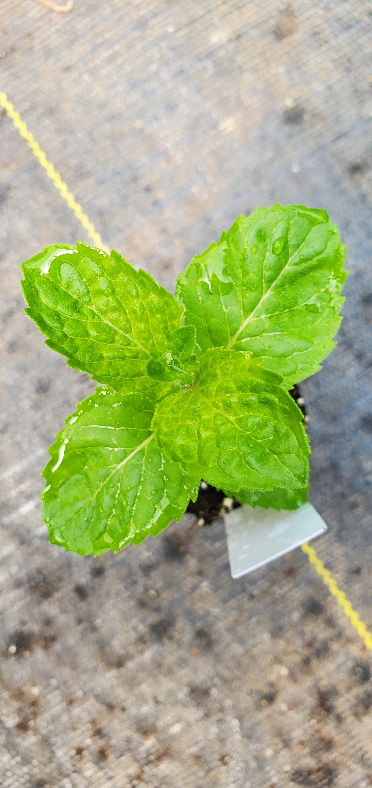 English Mint - Image 2