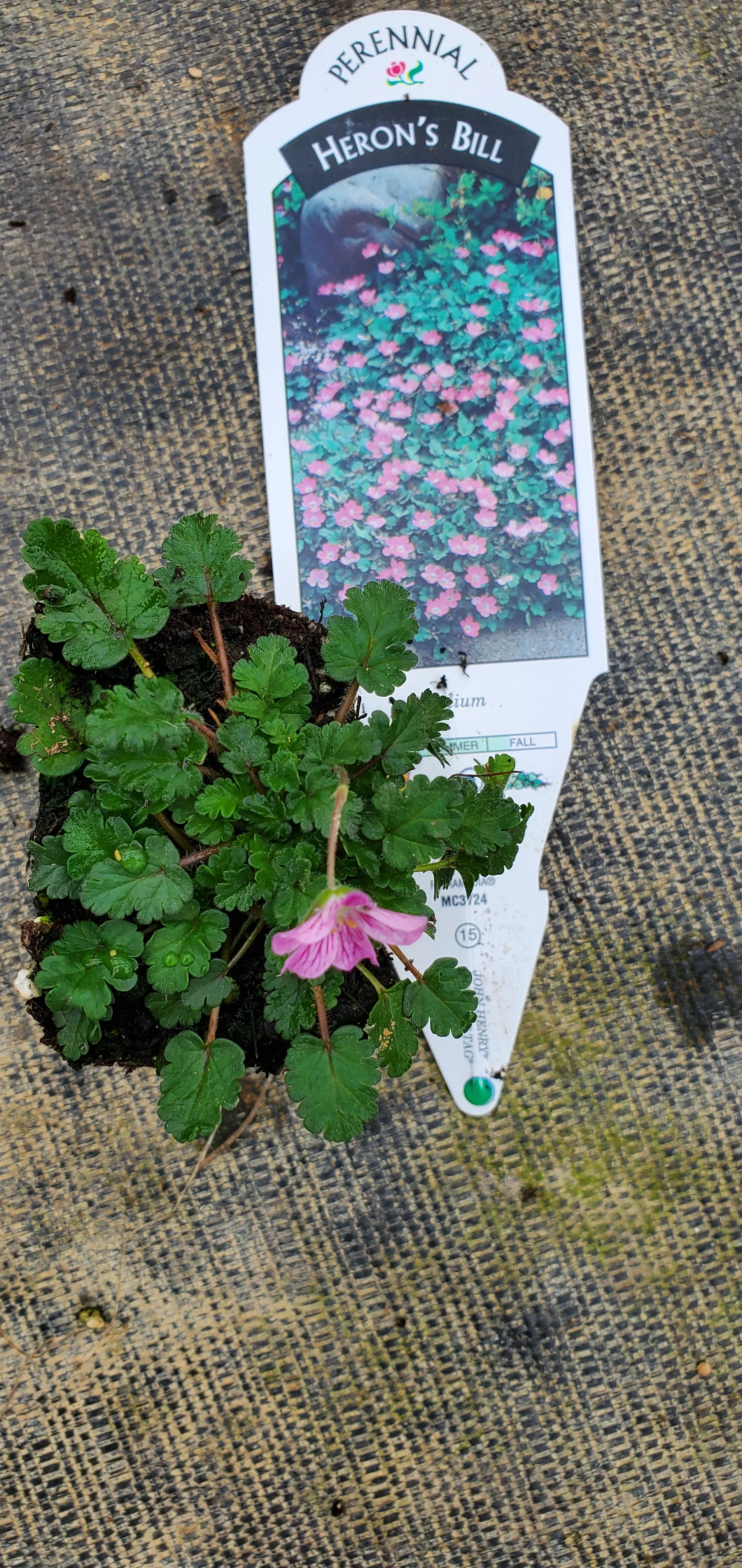 Erodium