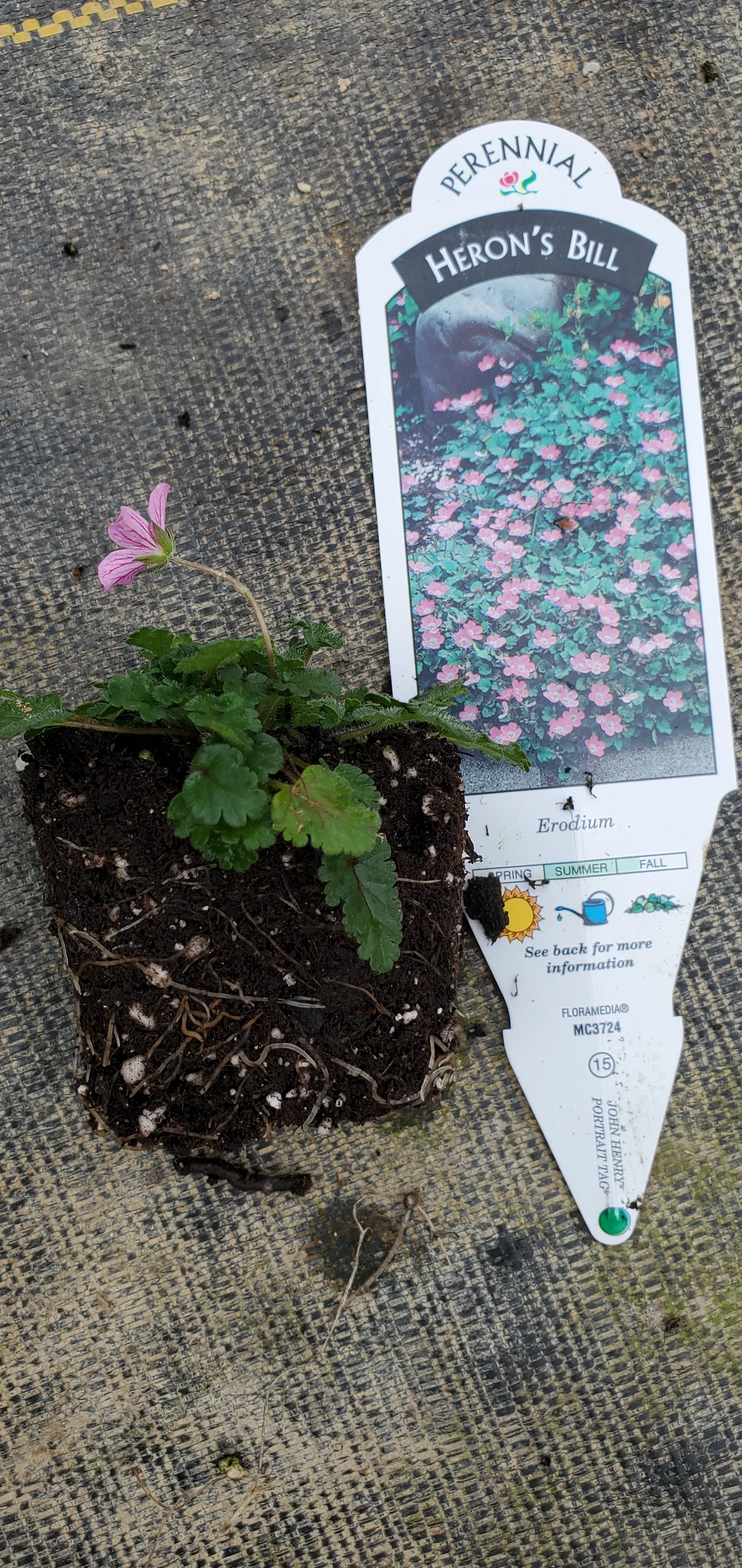 Erodium - Image 2