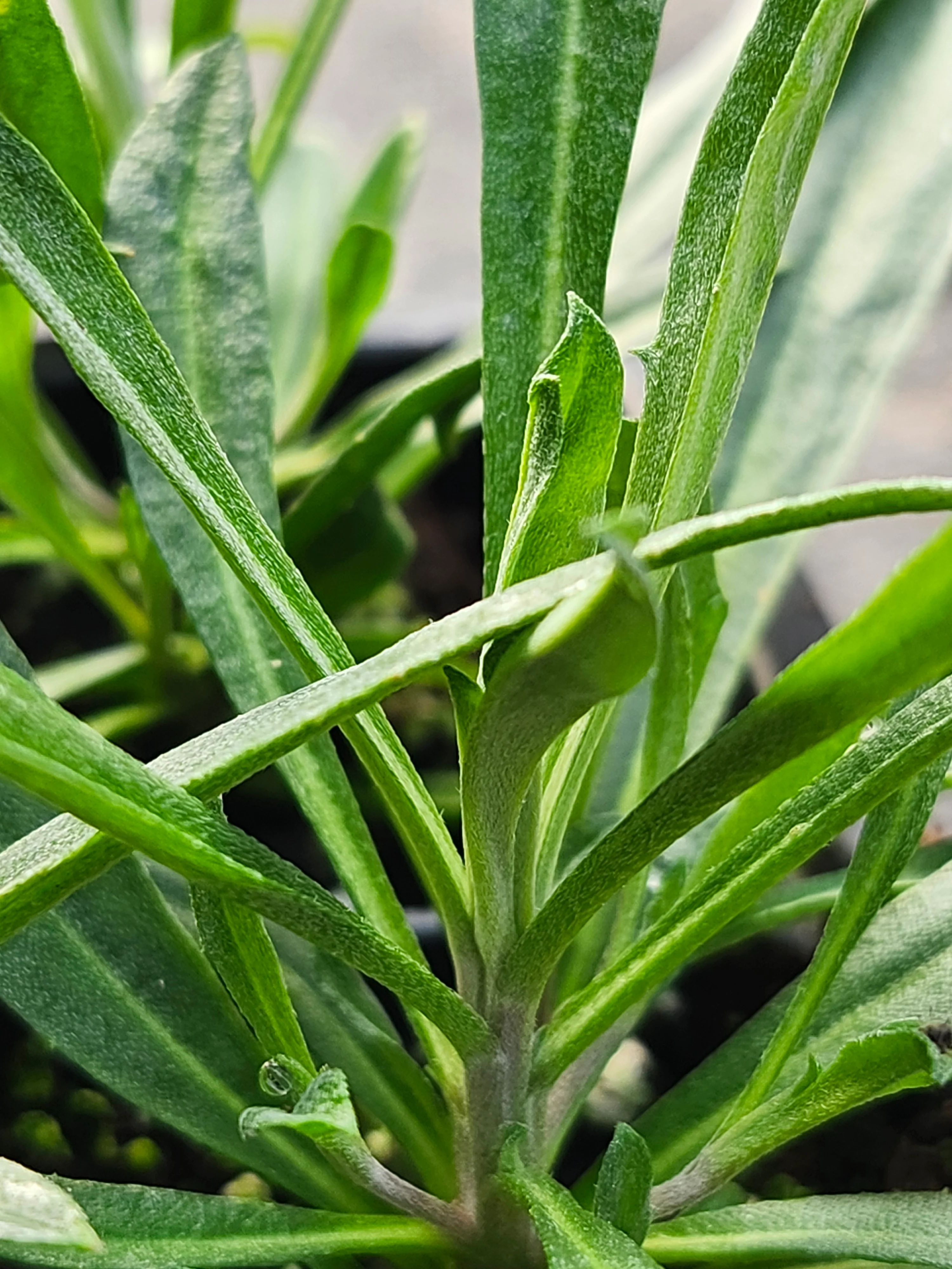 Erysimum 'Bowles Mauve' - Image 2