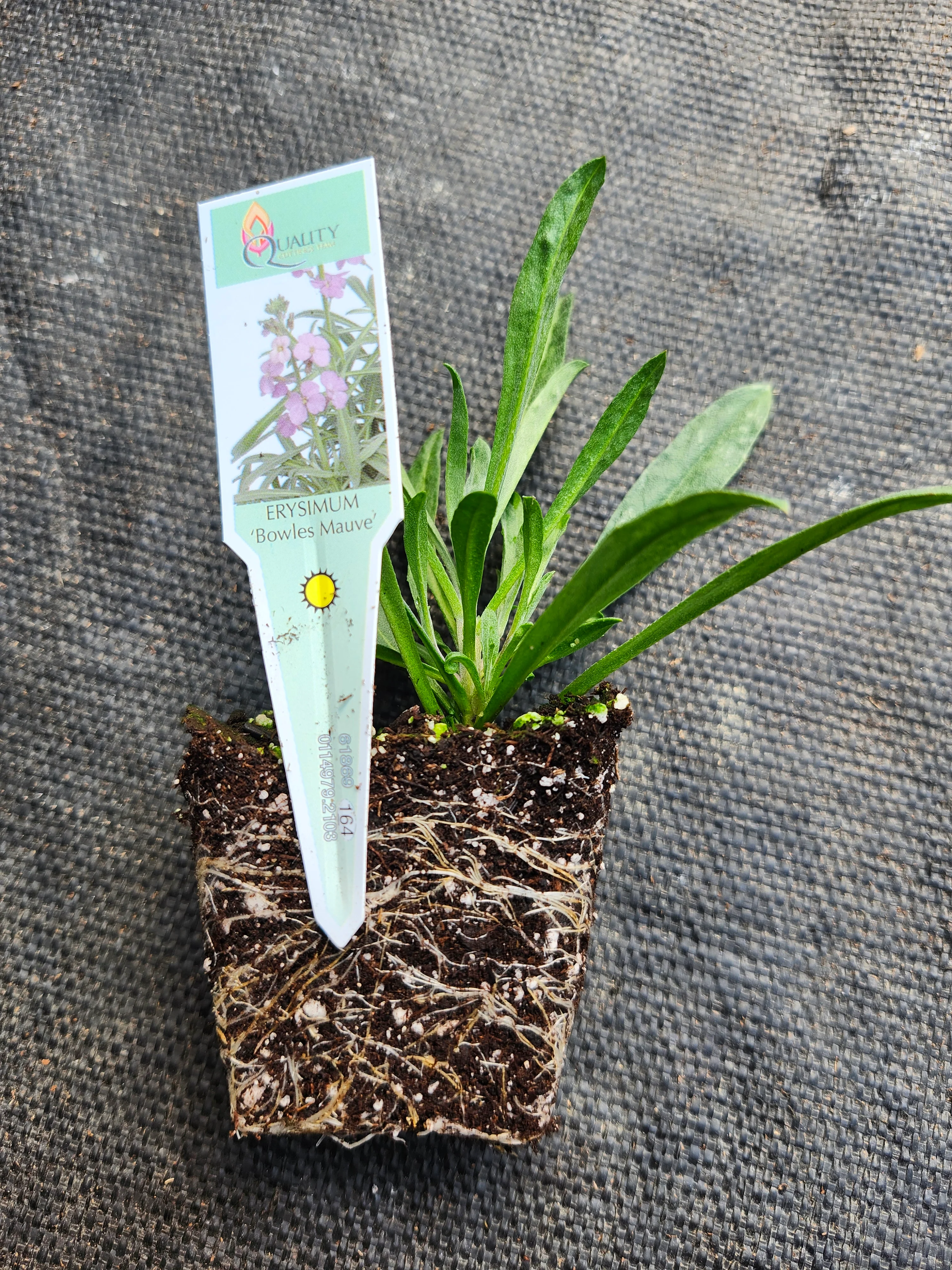 Erysimum 'Bowles Mauve' - Image 3