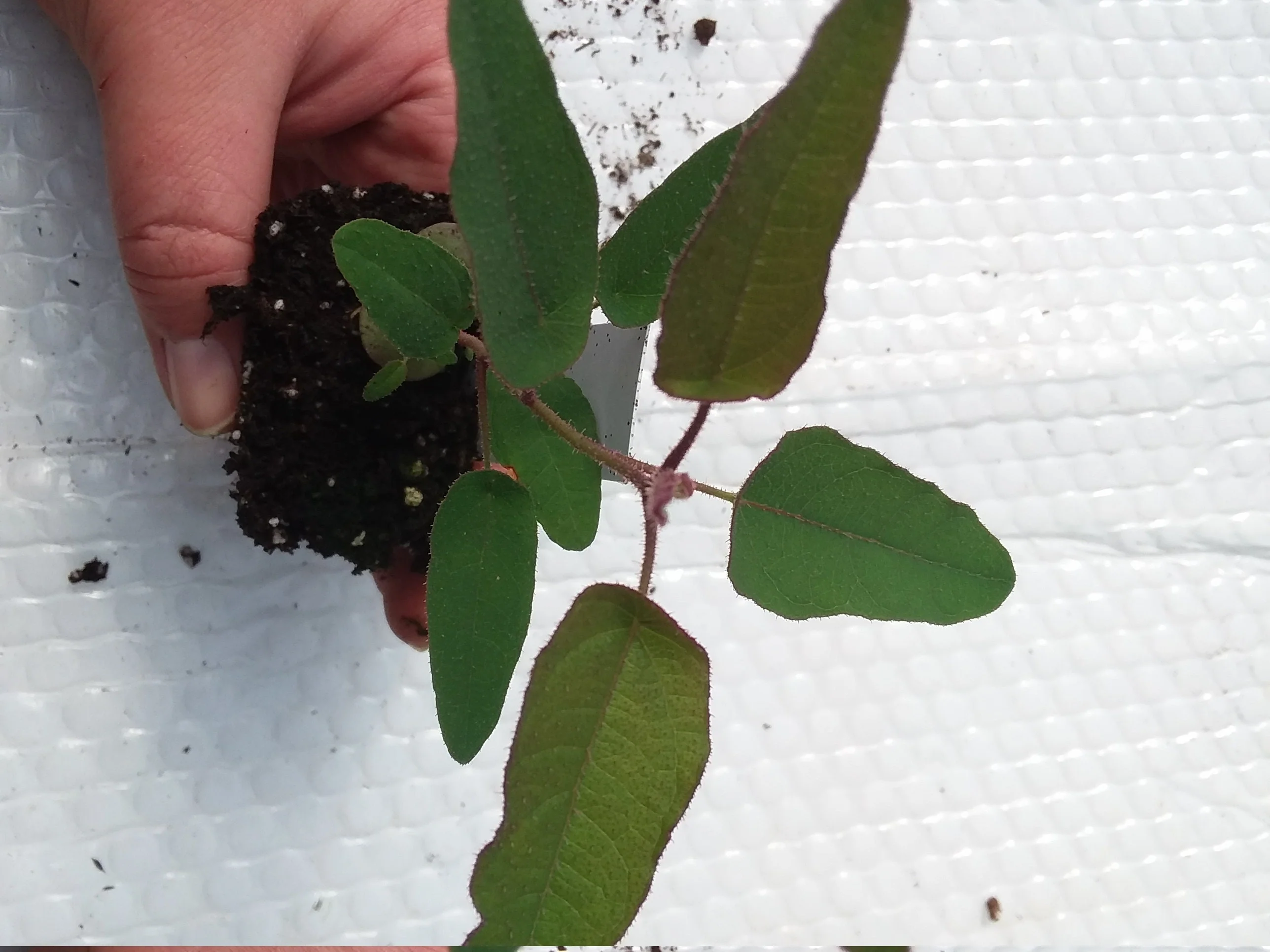 Eucalyptus Citrodora Lemon Bush