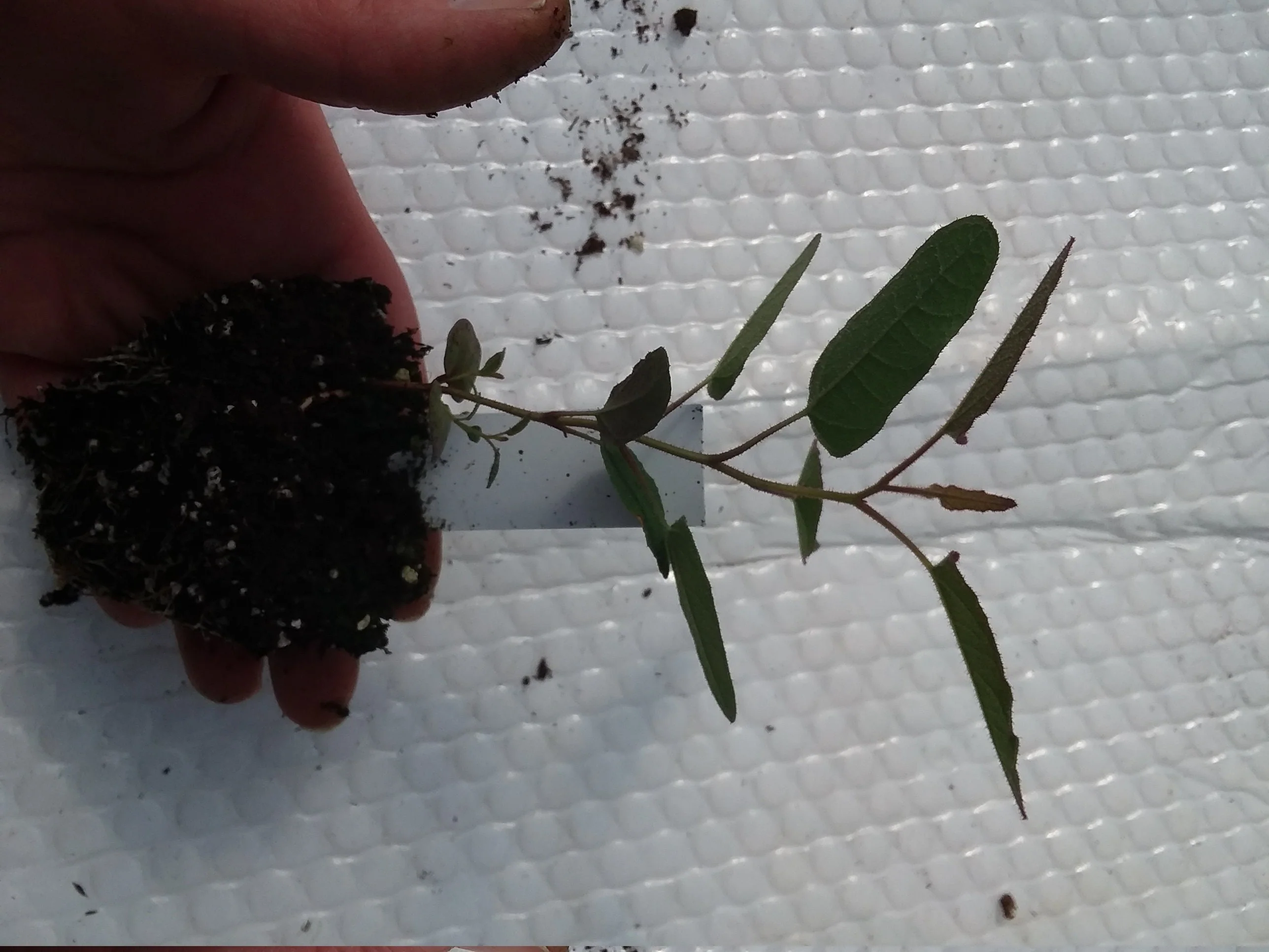 Eucalyptus Citrodora Lemon Bush - Image 2