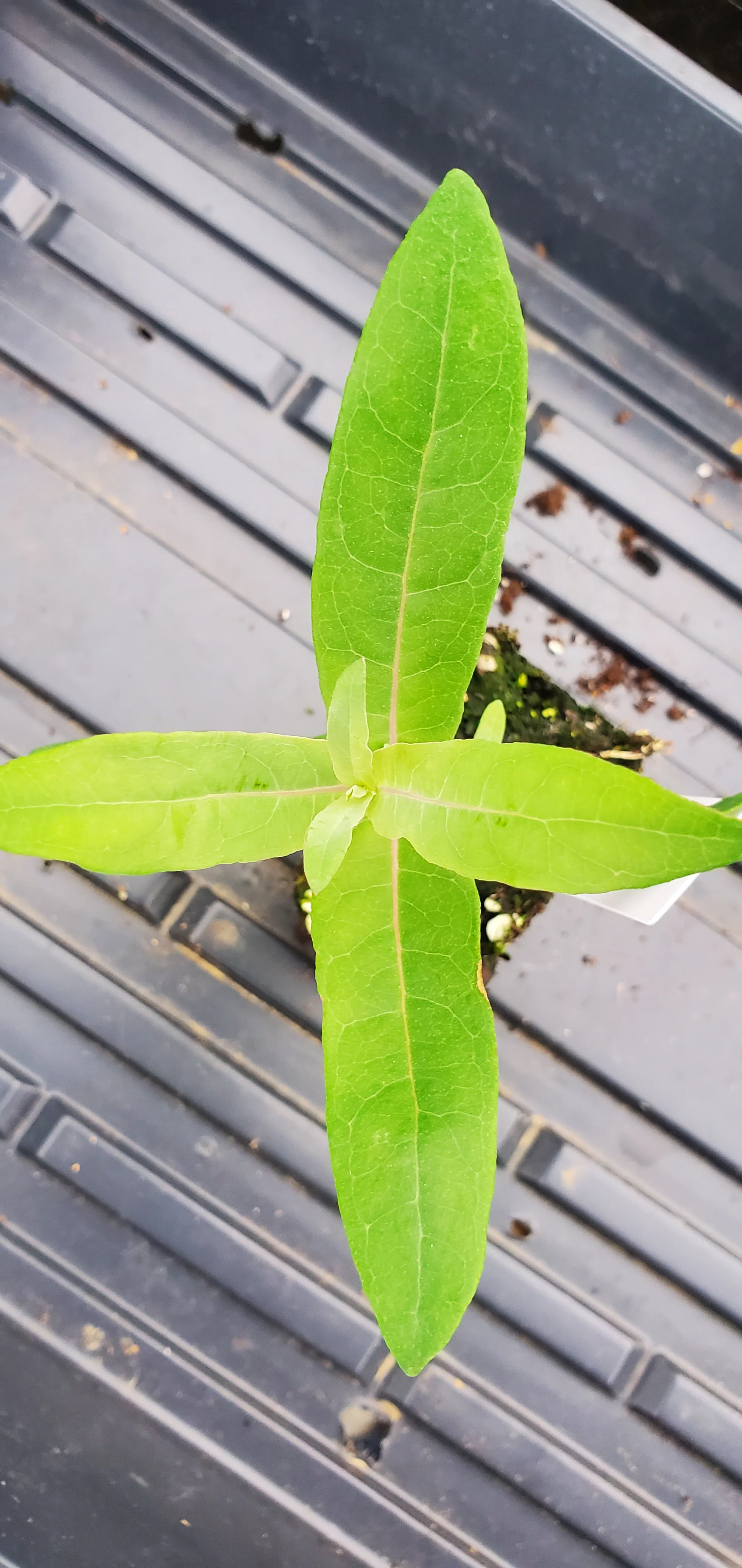Eucalyptus globulus Styx