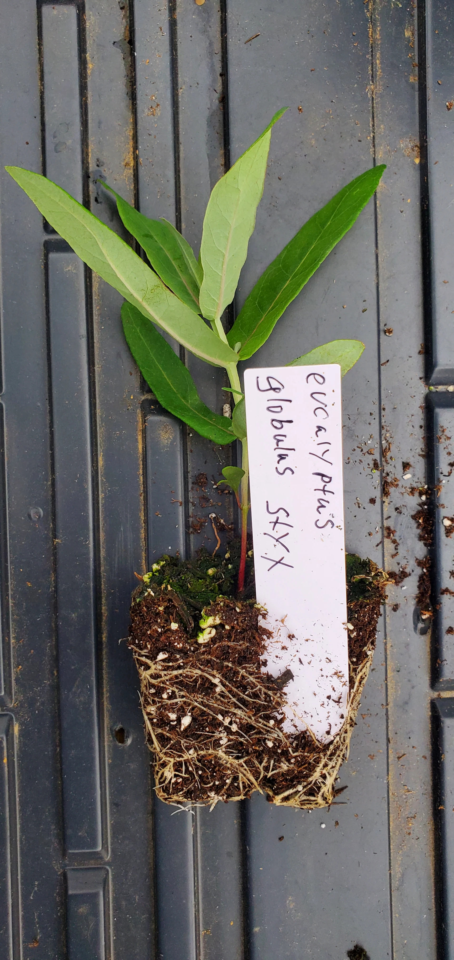 Eucalyptus globulus Styx - Image 2